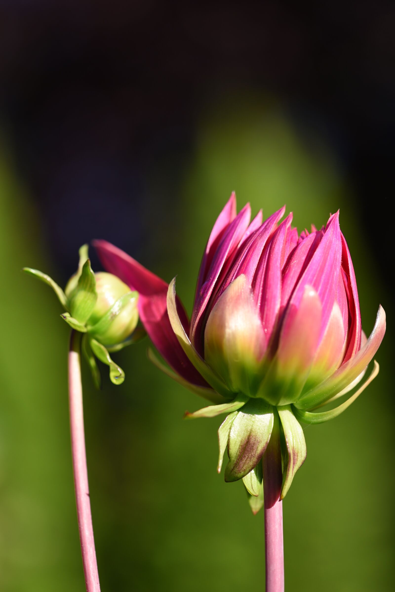 Nikon D750 sample photo. Dahlia, buds, pink photography