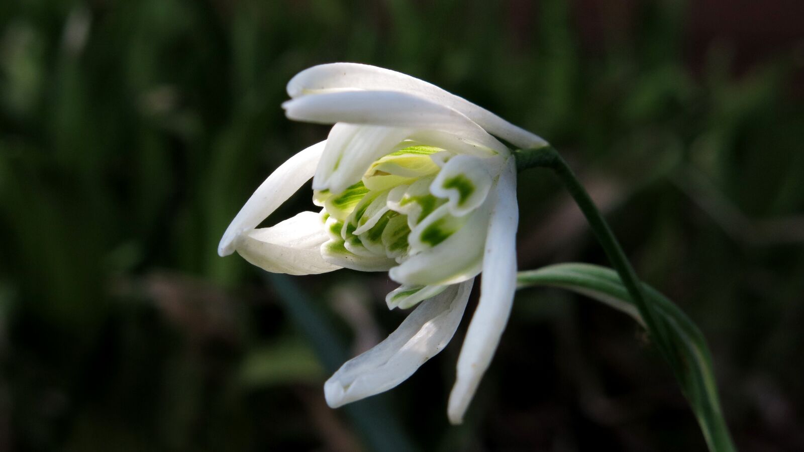 Canon PowerShot G15 sample photo. Harbinger of spring, filled photography