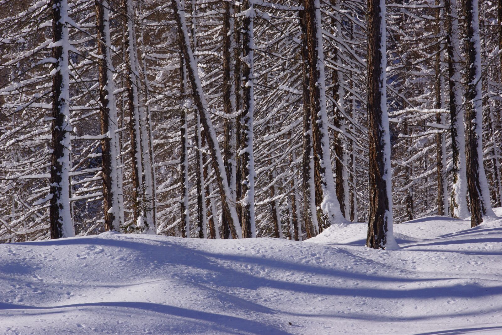 Sony SLT-A65 (SLT-A65V) + Tamron 16-300mm F3.5-6.3 Di II VC PZD Macro sample photo. Snow, winter, wood photography
