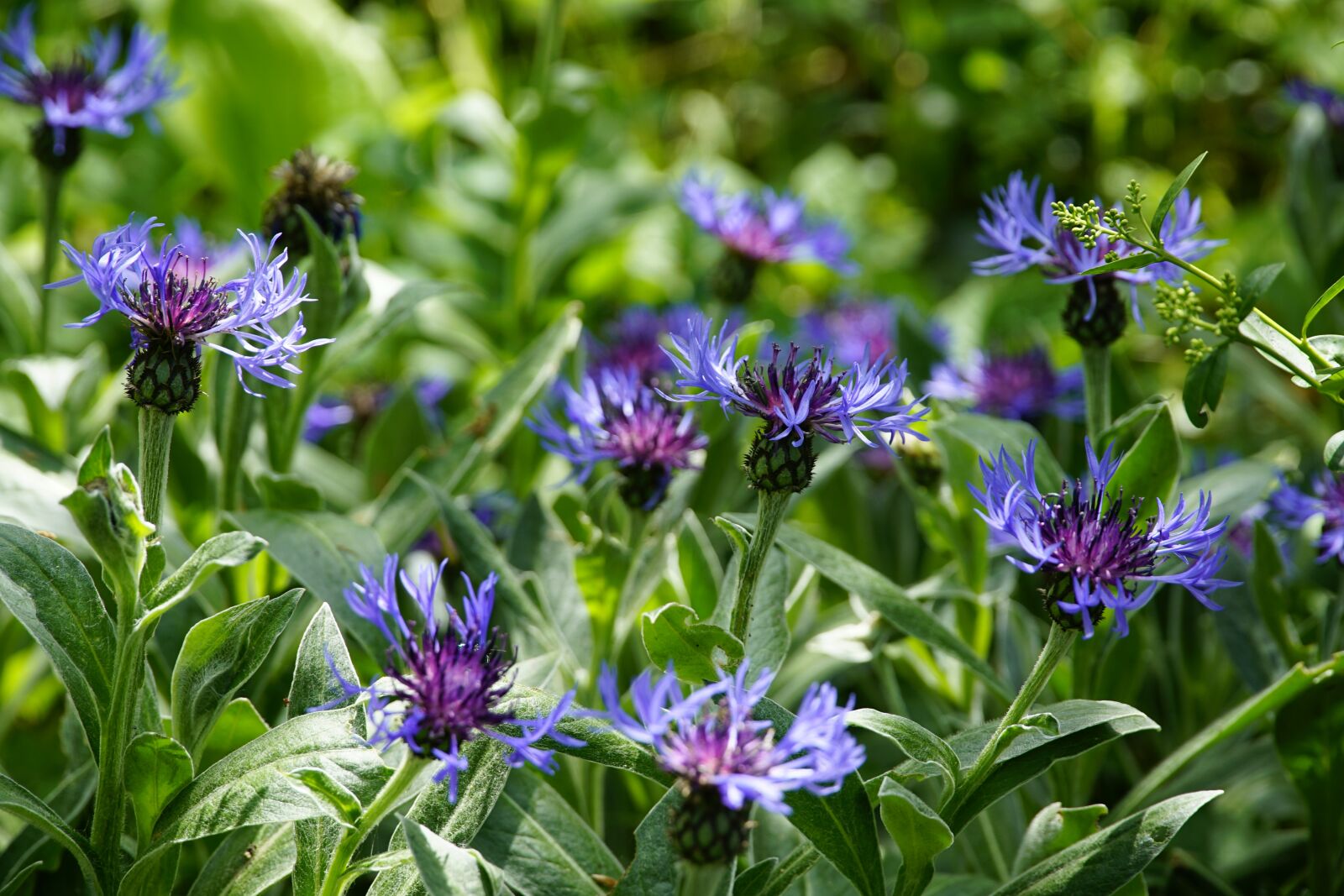 Sony a7R II + Sony E PZ 18-105mm F4 G OSS sample photo. Centaurea, cornflower, flower photography