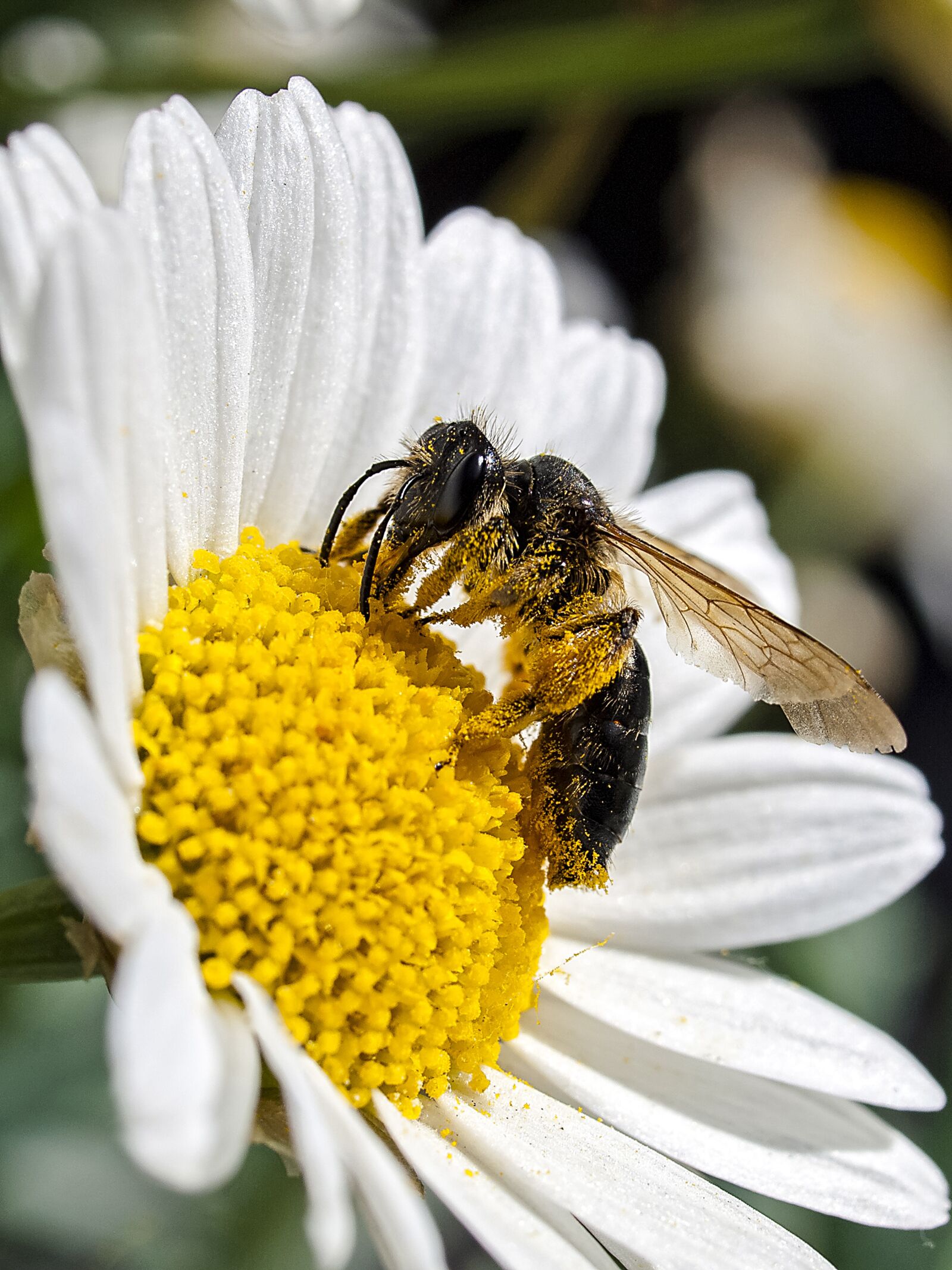 Olympus E-520 (EVOLT E-520) + OLYMPUS 35mm Lens sample photo. Honey bee, bee, insect photography