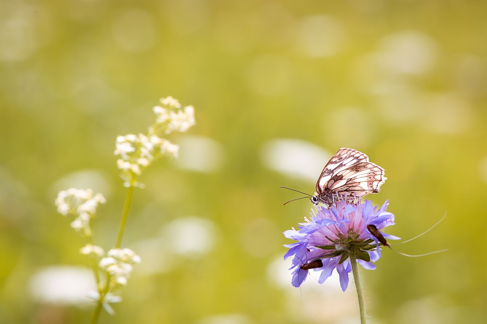 Nikon D7100 sample photo. Butterfly, chessboard butterfly, women's photography