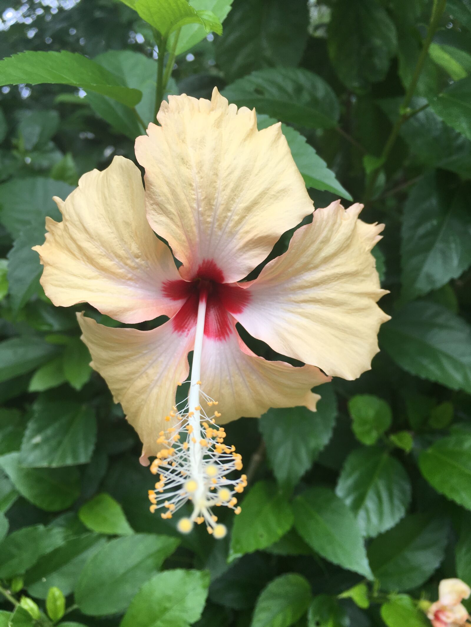 Apple iPhone 6s sample photo. Yellow, lovely, hibiscus photography
