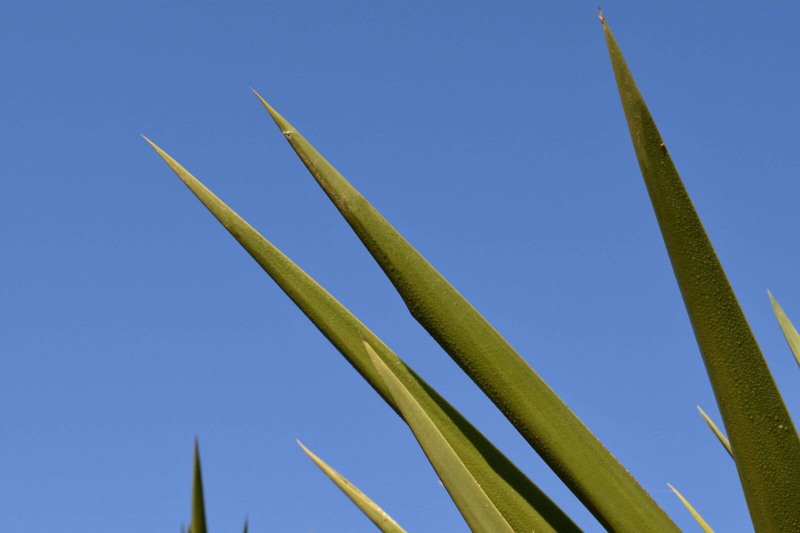 Nikon D3300 sample photo. Green leaf, nature, flora photography