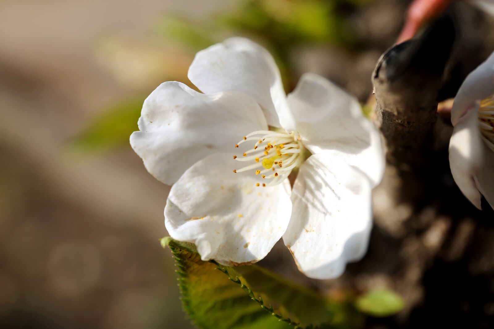 Canon EF 24-70mm F4L IS USM sample photo. Flowers, nature, plants photography