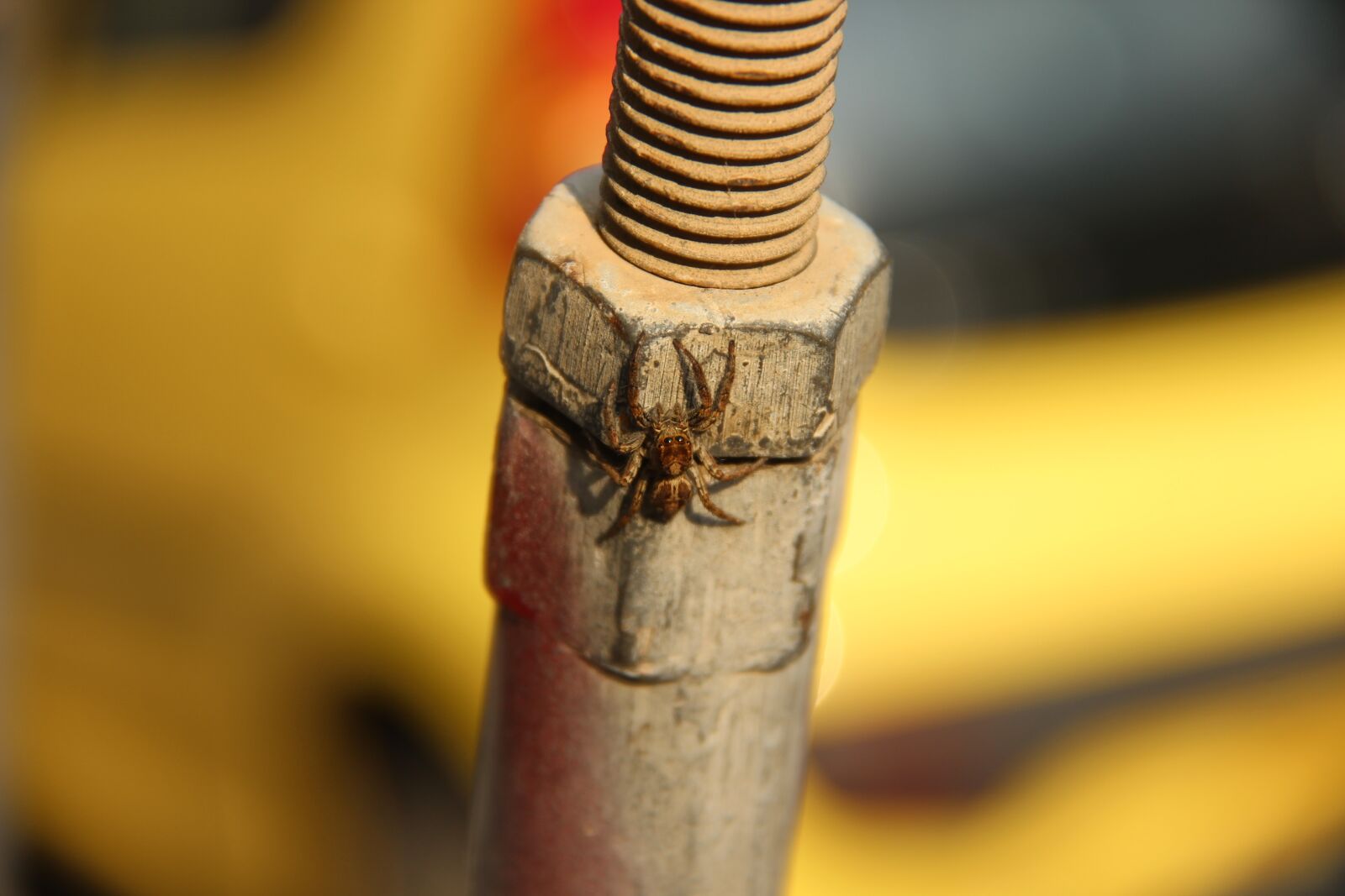 Canon EOS 600D (Rebel EOS T3i / EOS Kiss X5) sample photo. Screw, spider, insect photography