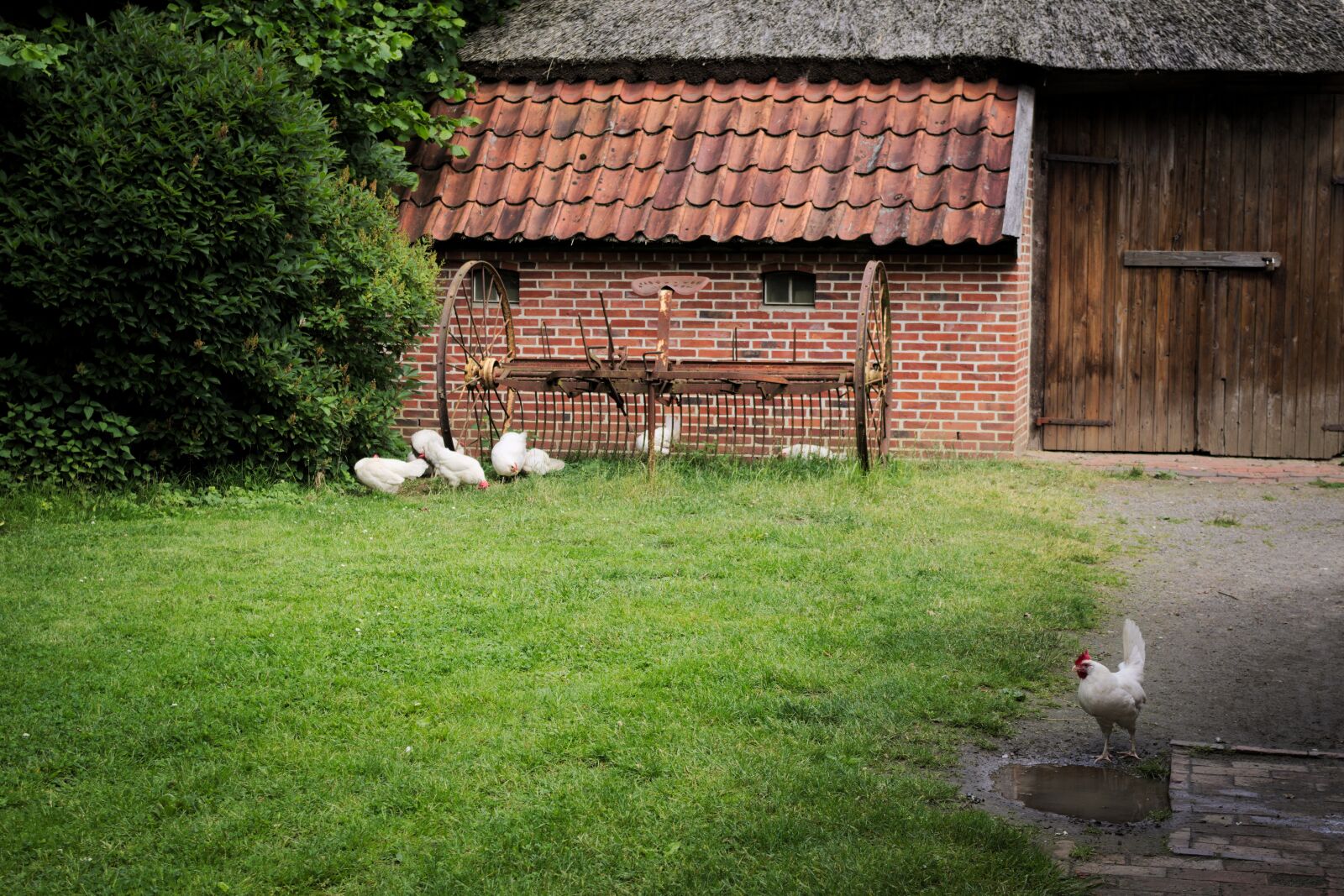 Pentax K-70 sample photo. Chickens, animals, birds photography