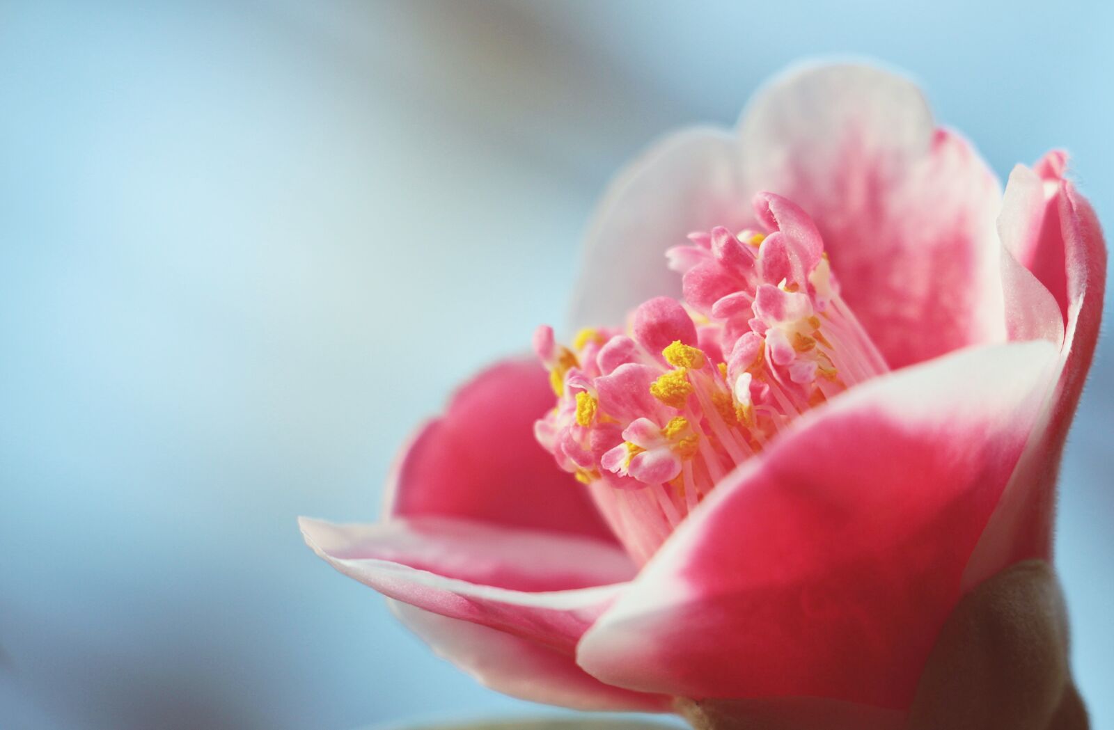 Canon EOS 550D (EOS Rebel T2i / EOS Kiss X4) sample photo. Camellia, blossom, bloom photography