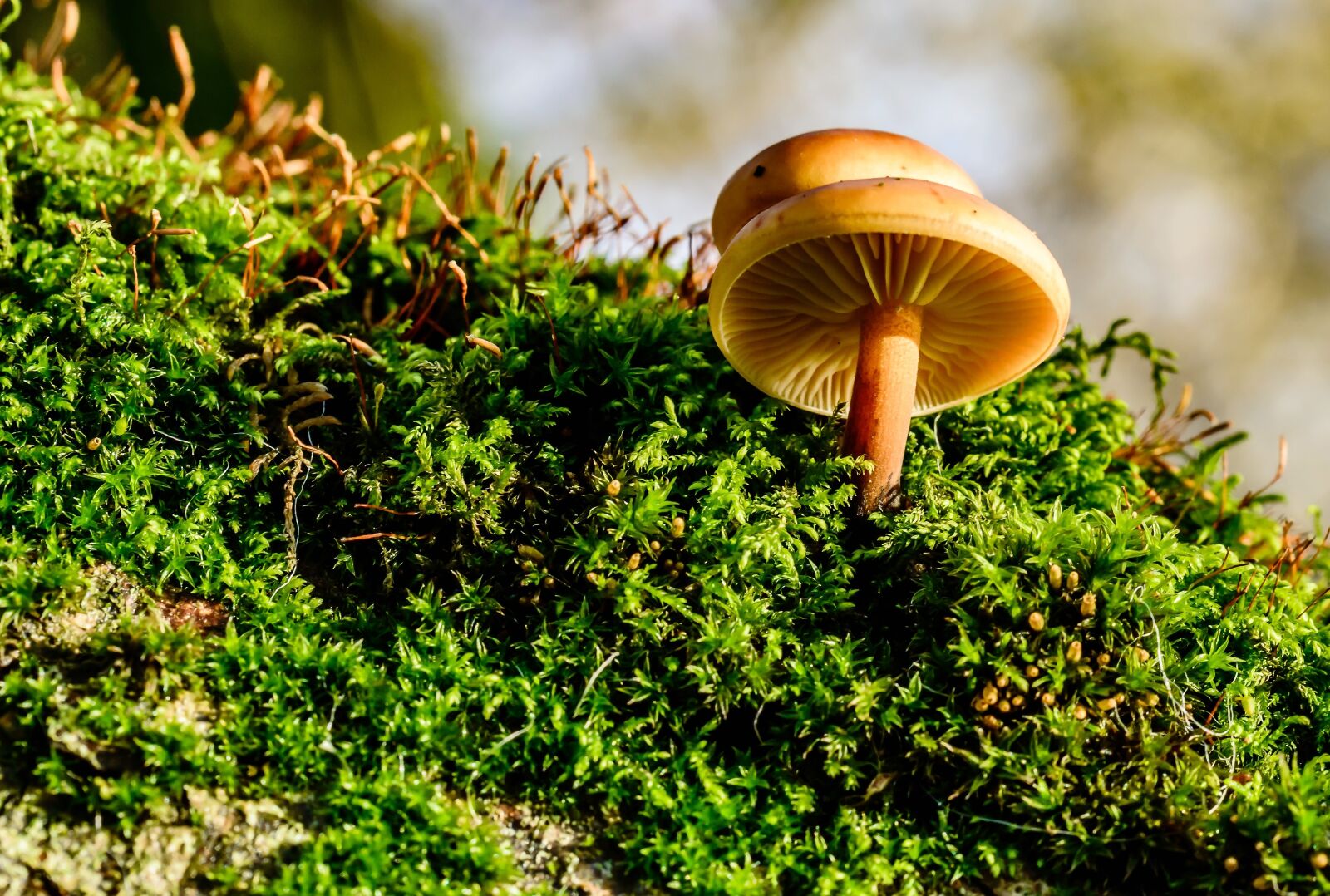 Nikon D3200 + Tamron SP AF 60mm F2 Di II LD IF Macro sample photo. Mushrooms, moss, autumn photography