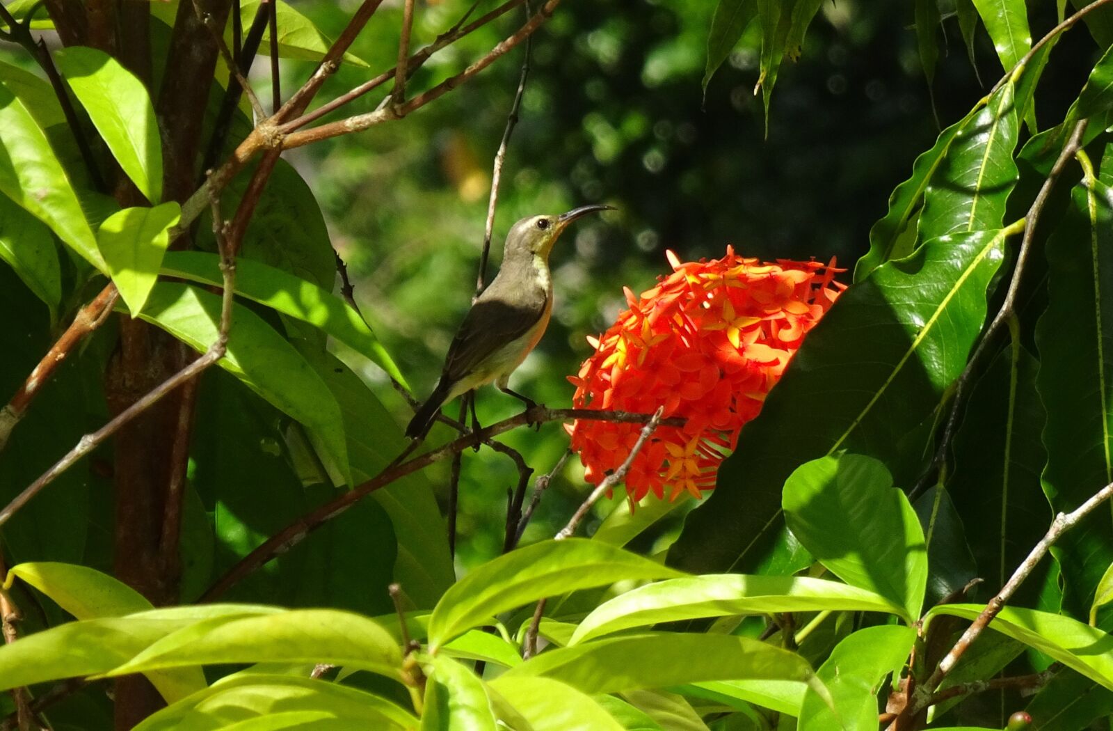 Sony Cyber-shot DSC-HX90V sample photo. Bird, olive-backed sunbird, cinnyris photography