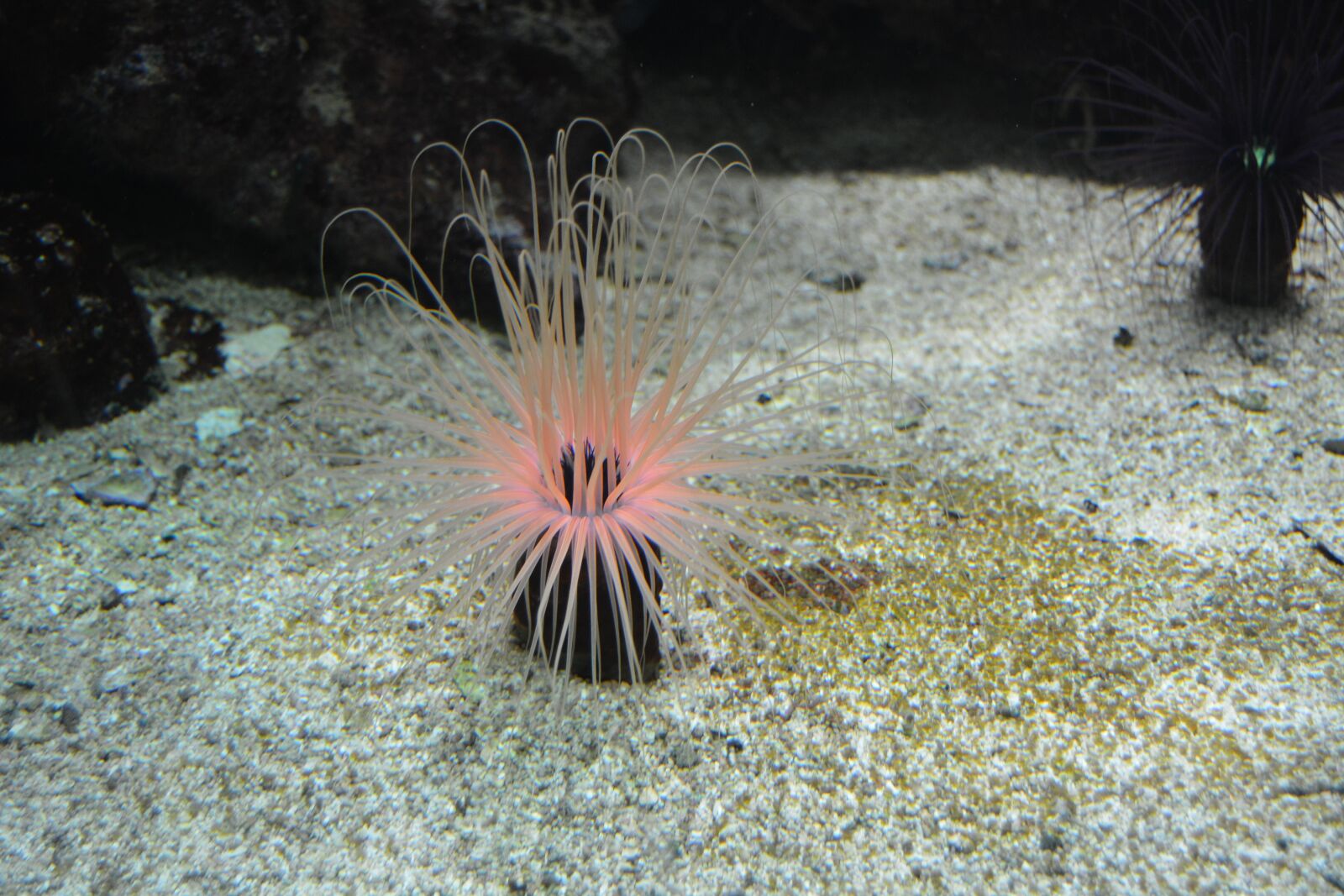 Nikon D5200 sample photo. Underwater, plant, pink photography