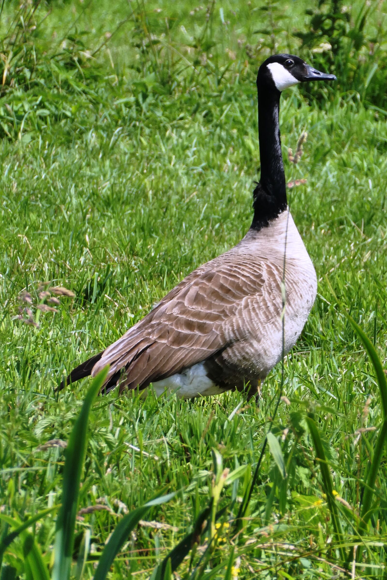 Panasonic Lumix DC-ZS70 (Lumix DC-TZ90) sample photo. Canadian goose, goose, pasture photography