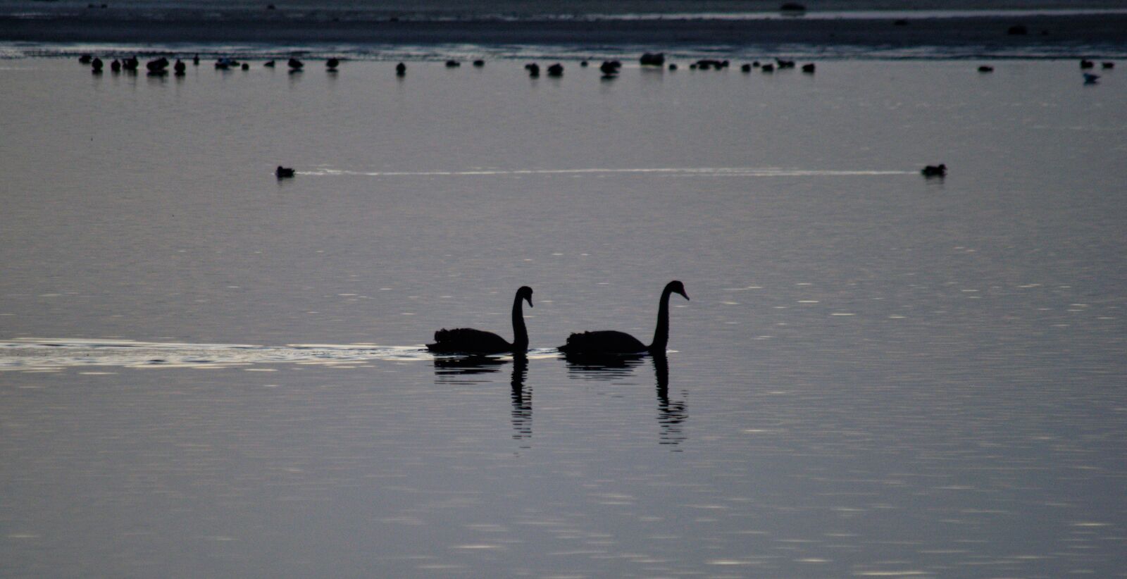 Nikon D3300 sample photo. Black swans, morning, bird photography
