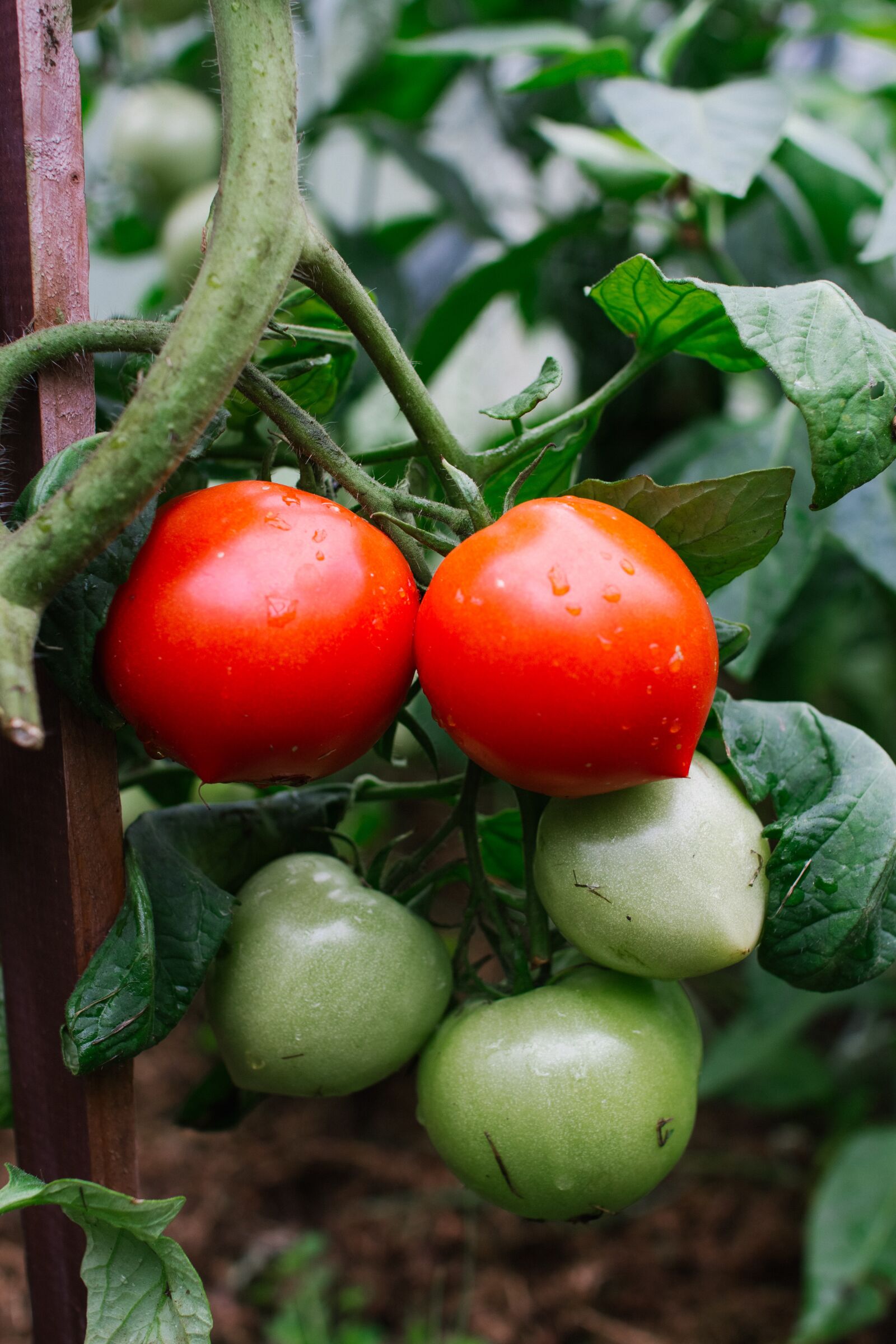 Canon EOS 60D sample photo. Tomatoes, green, red tomato photography