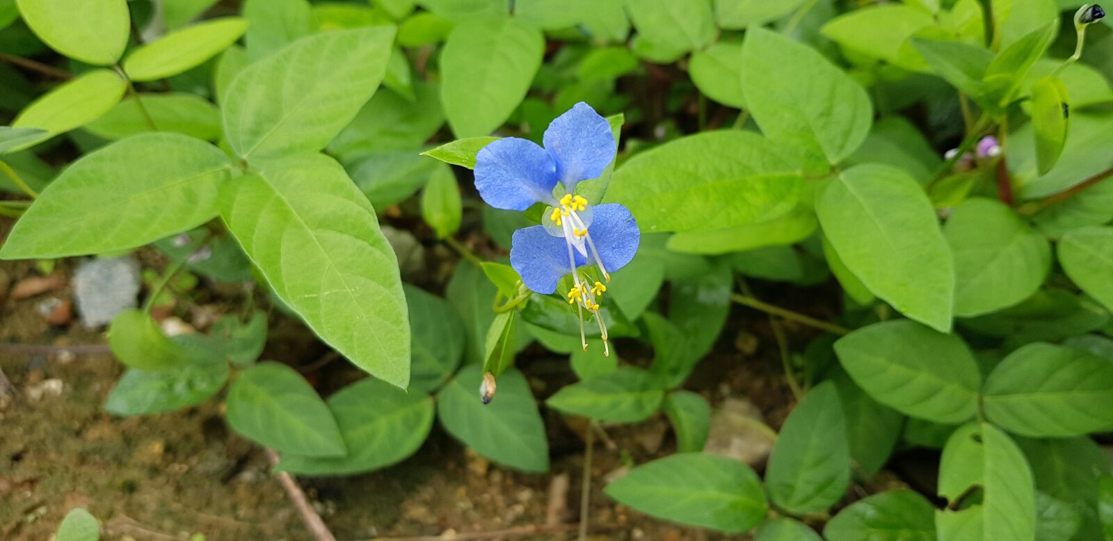Samsung SM-N950N sample photo. The month with, chairman photography