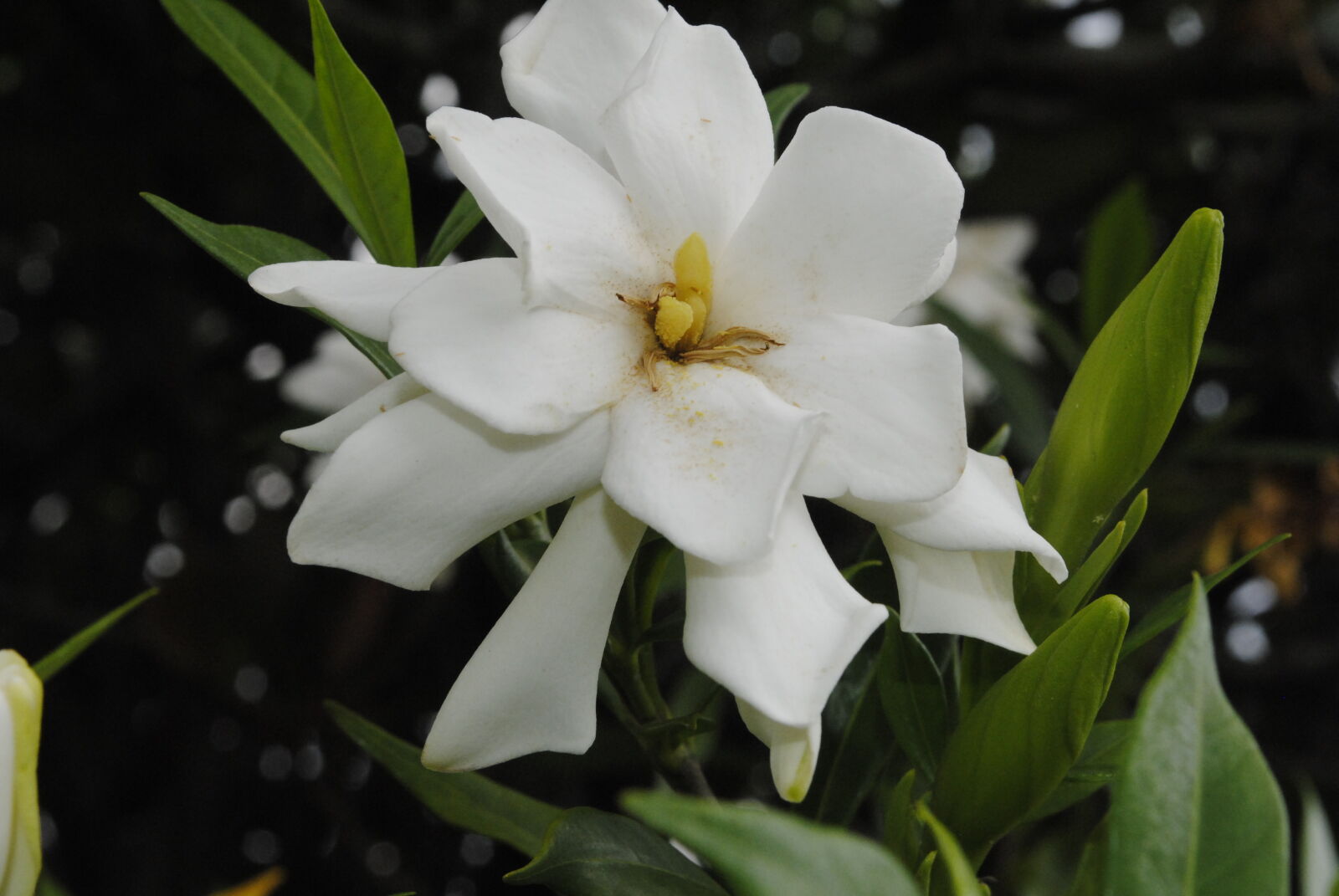 Nikon D3000 sample photo. Magnolia photography