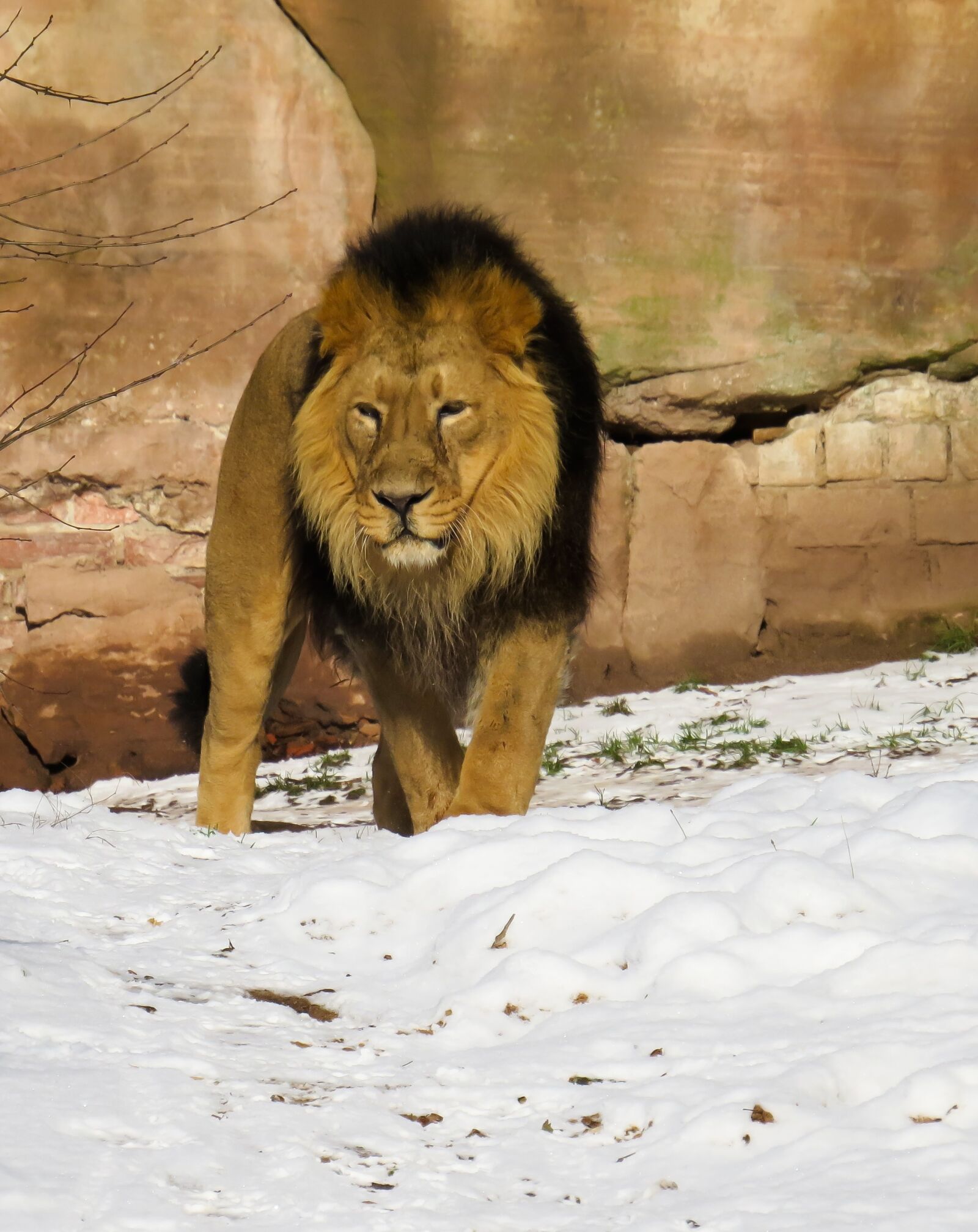 Canon PowerShot SX50 HS sample photo. Lion, predator, big cat photography