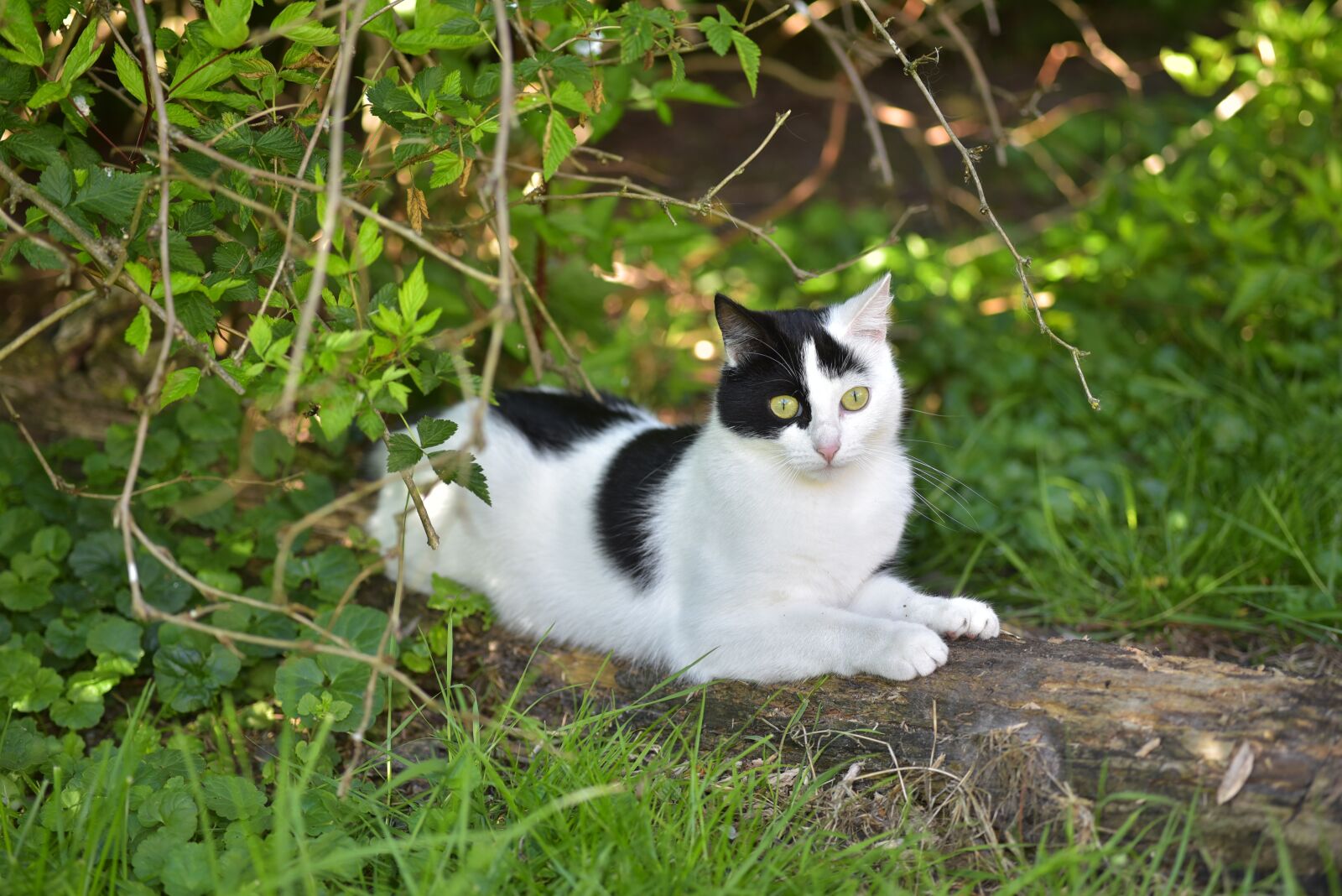 Nikon D750 sample photo. Cat, cute, black photography