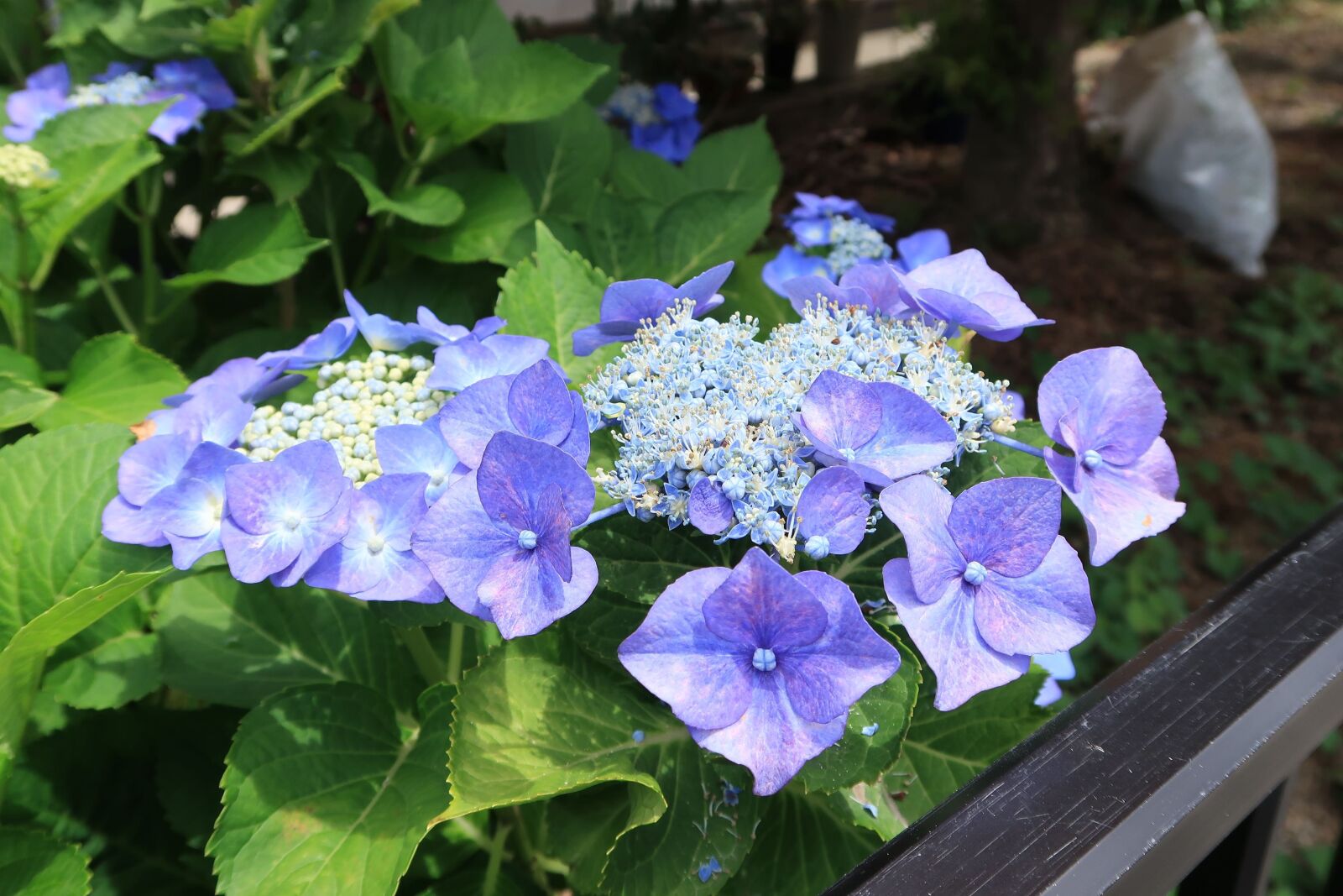 Canon PowerShot G7 X Mark II sample photo. Hydrangea, blue-violet, summer photography