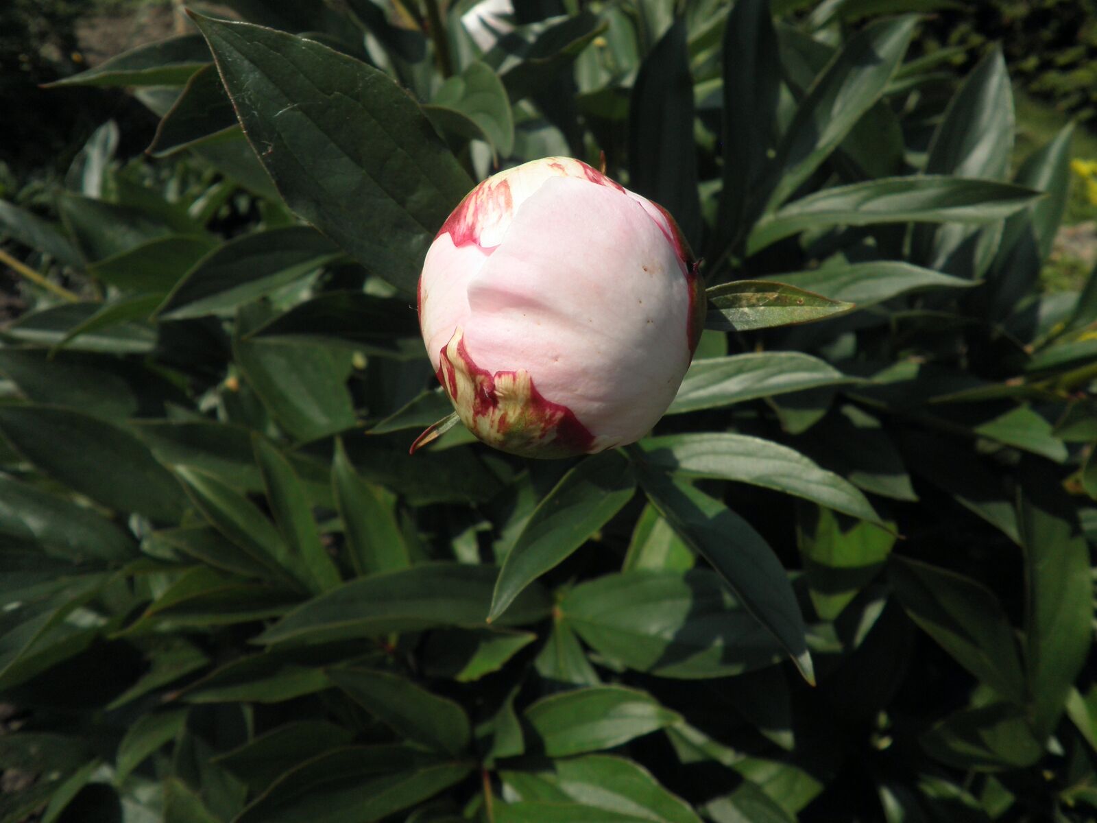 Olympus FE4010,X930 sample photo. Peony, bud, pink photography