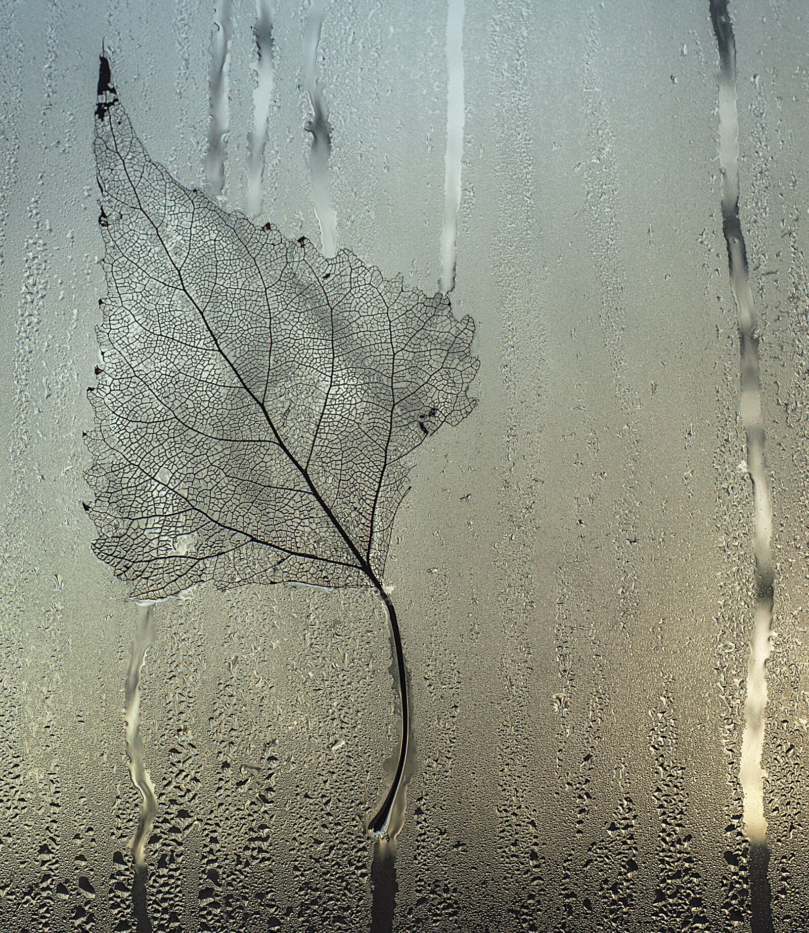 Nikon D90 sample photo. Sheet, glass, drops photography
