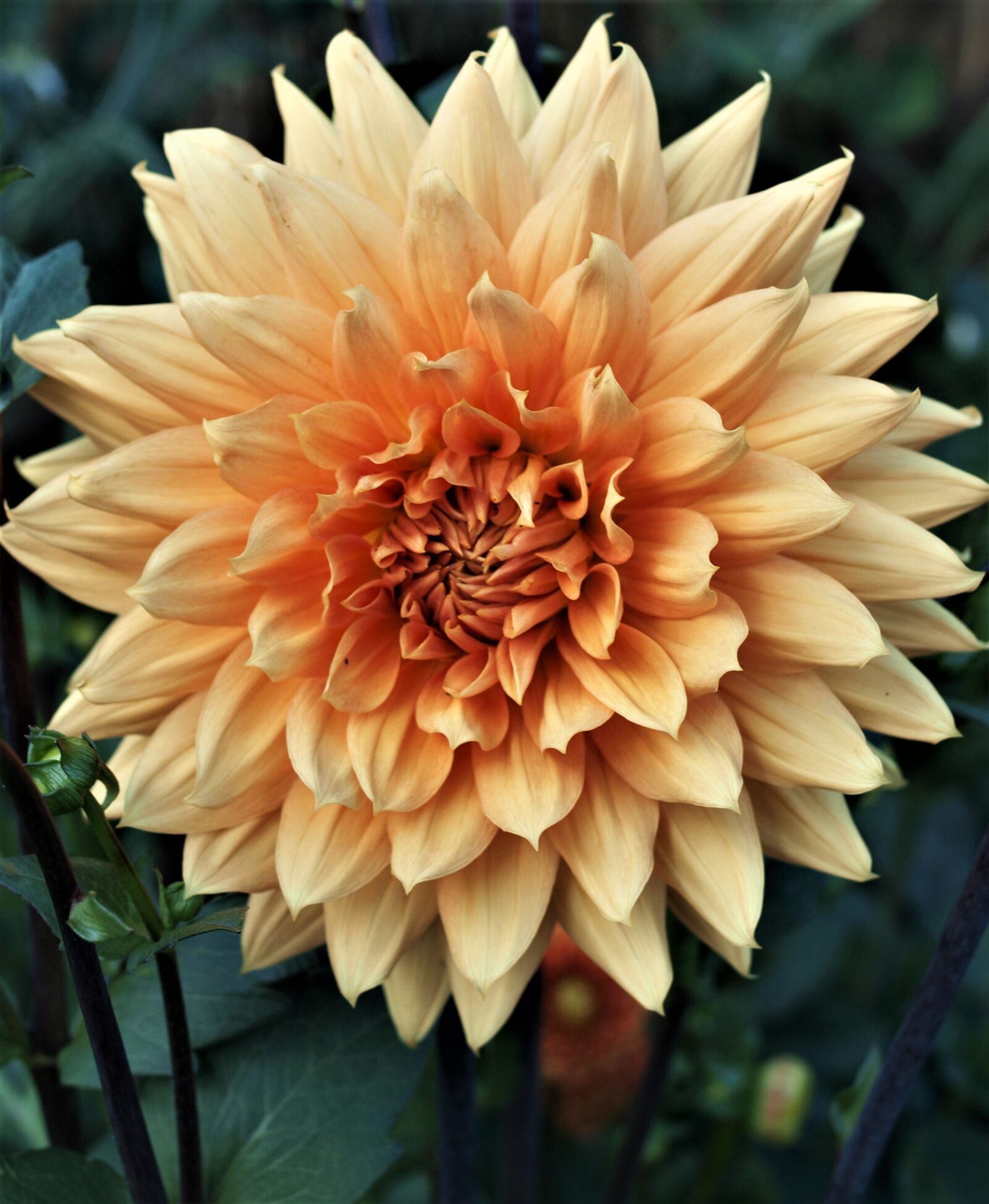 Olympus E-520 (EVOLT E-520) sample photo. Flower, nature, flora photography
