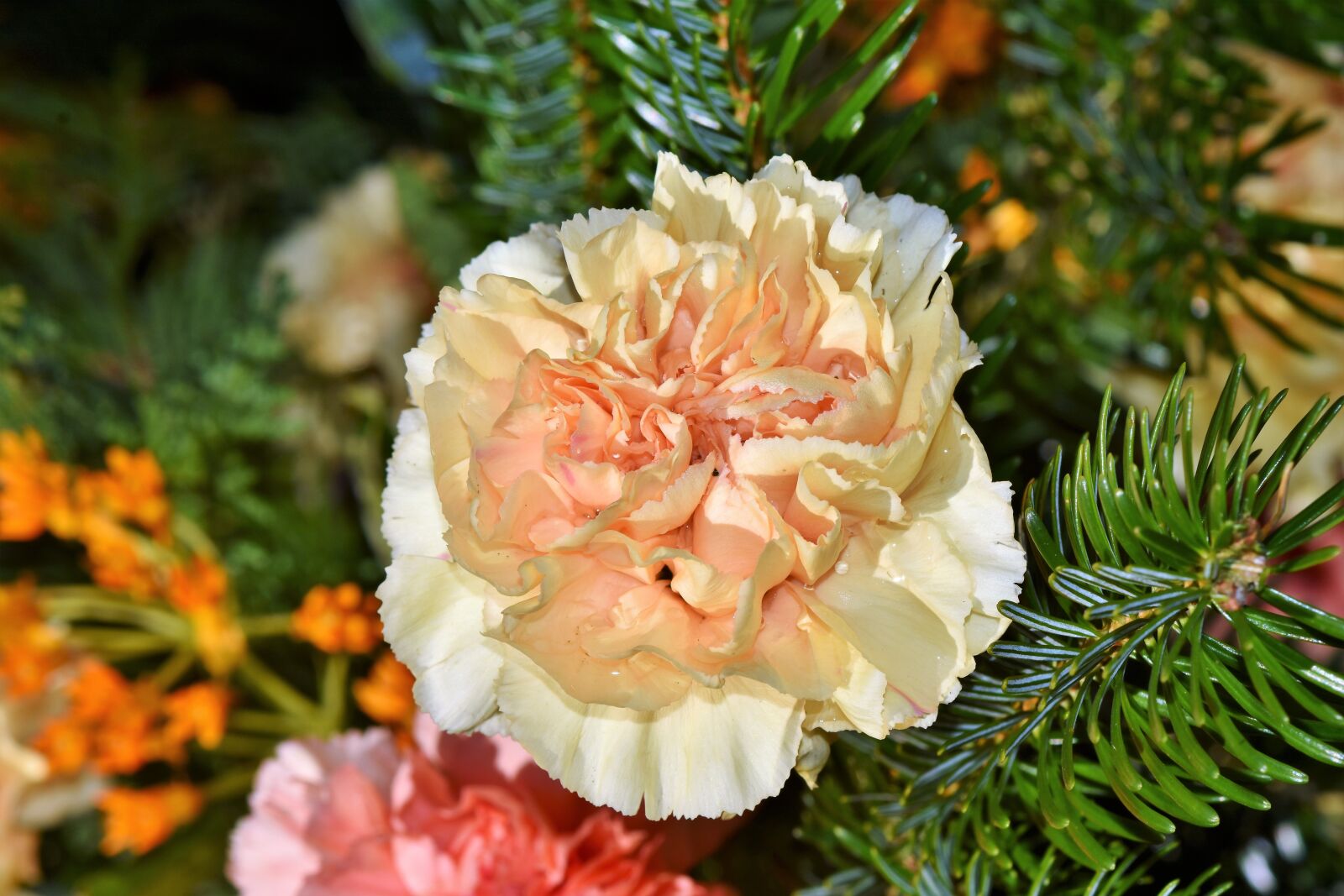 Nikon D7200 sample photo. Carnation, carnations arrangement, petals photography