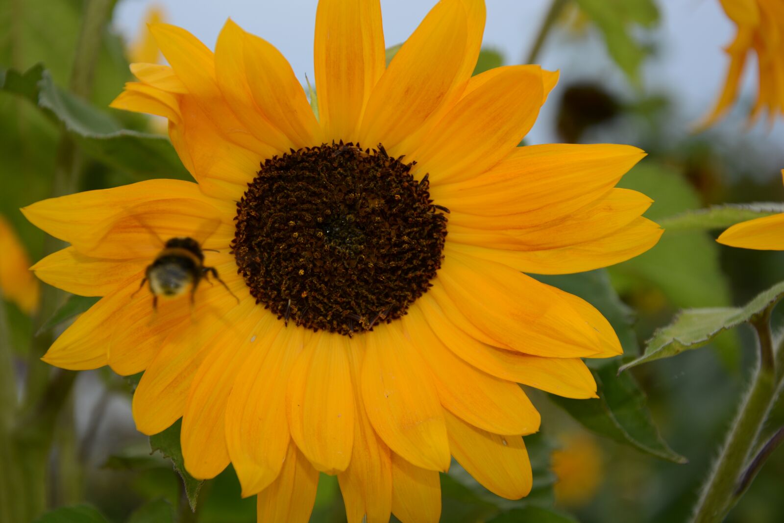Nikon D7100 sample photo. Nature, plant, flower photography