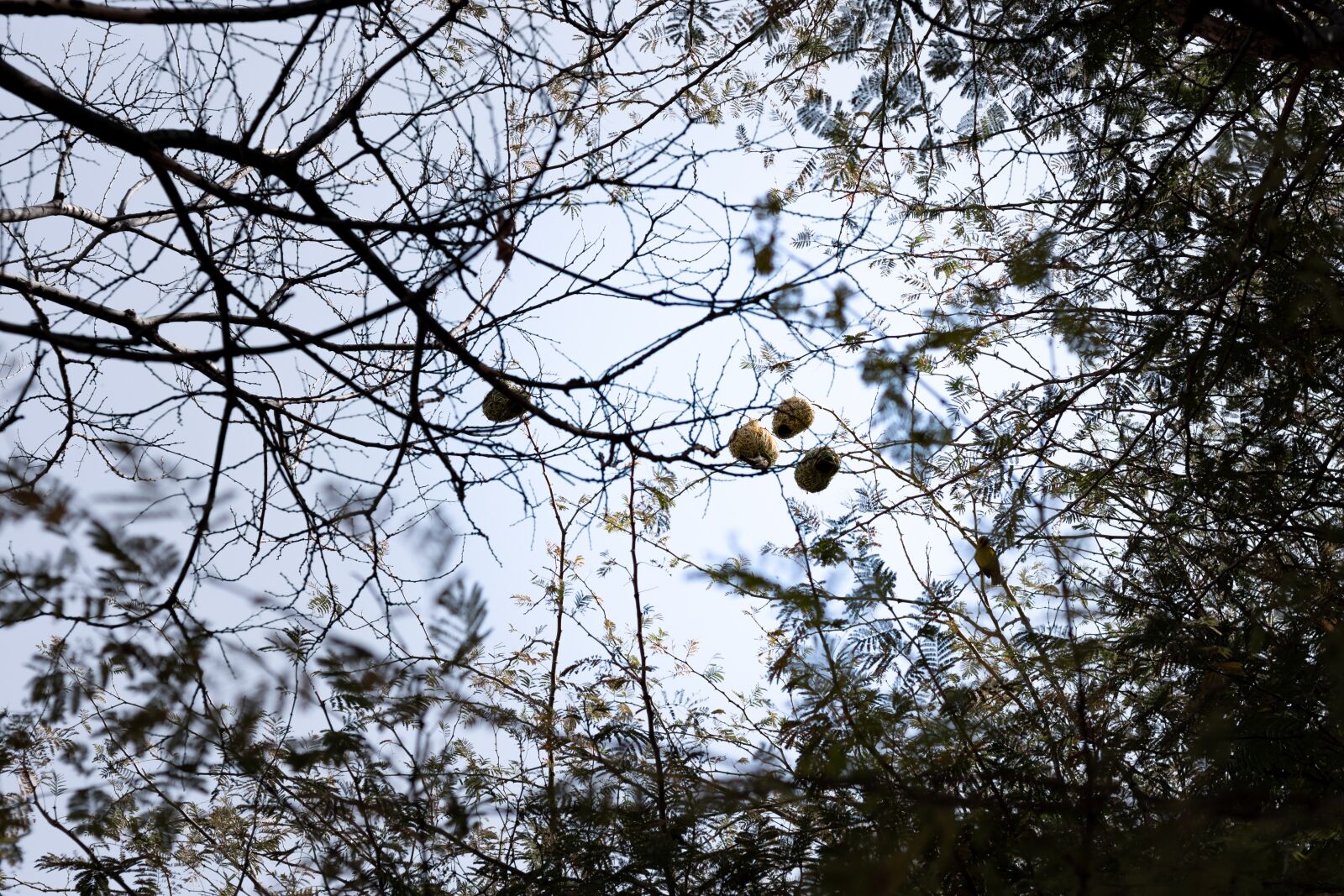 Canon EOS 2000D (EOS Rebel T7 / EOS Kiss X90 / EOS 1500D) + Canon EF 50mm F1.8 STM sample photo. Bird, bird nest, nest-building photography