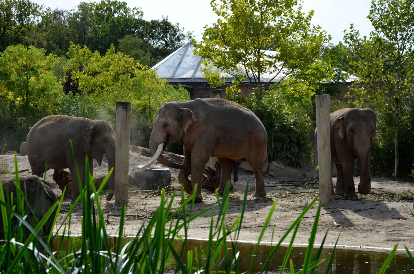 Nikon D5100 sample photo. Elephant, africa, safari photography