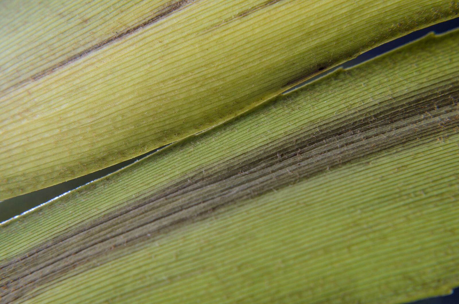 Nikon D7000 + Nikon AF-S Nikkor 50mm F1.8G sample photo. Abstract, abstrato, background, brazilian photography