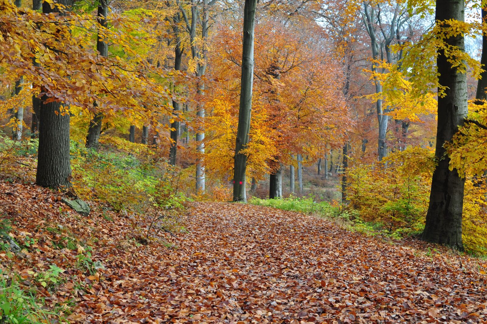 Nikon D5000 sample photo. Autumn forest, autumn, forest photography