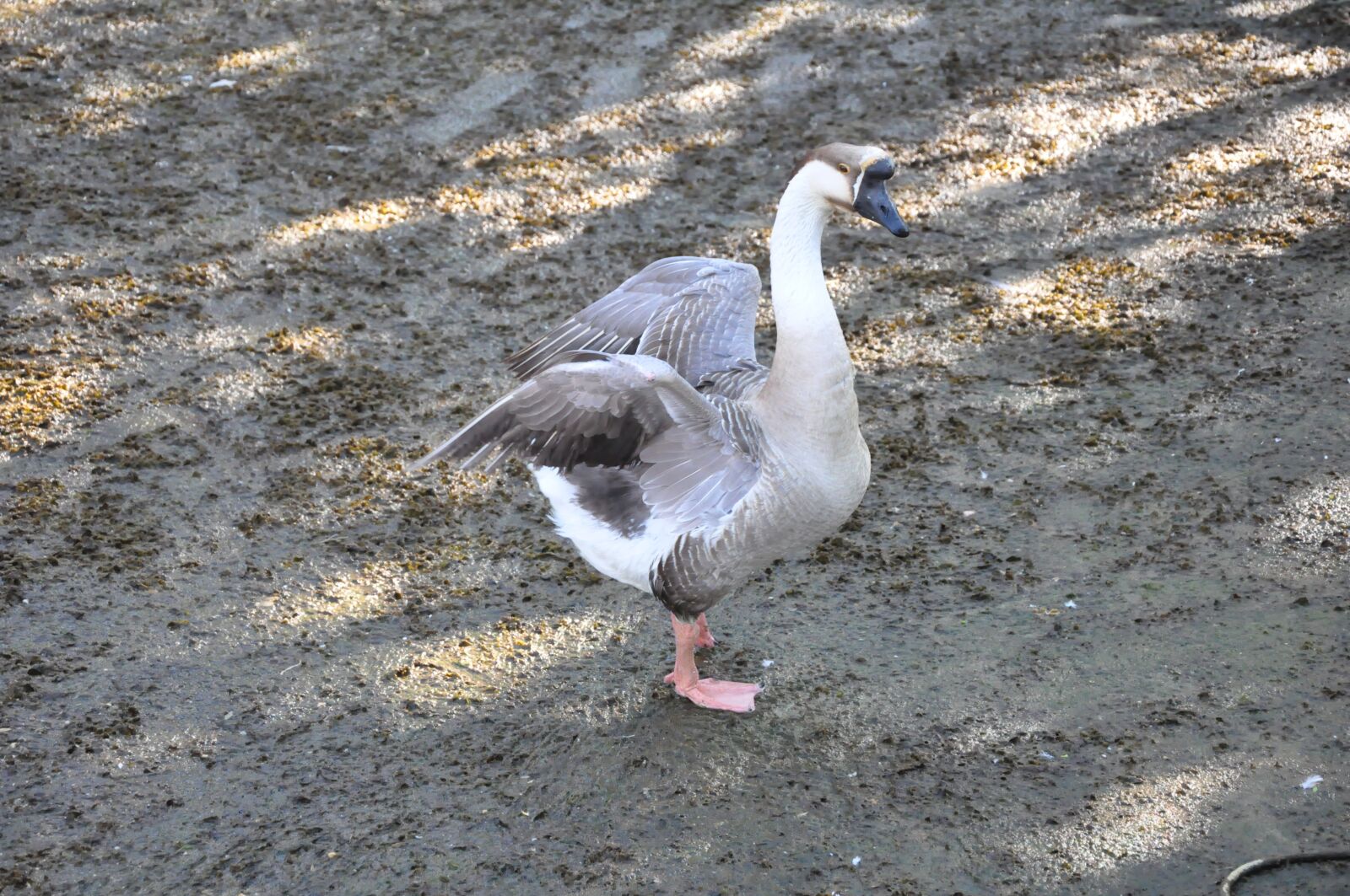 Nikon D90 sample photo. Nature, birds, animals photography