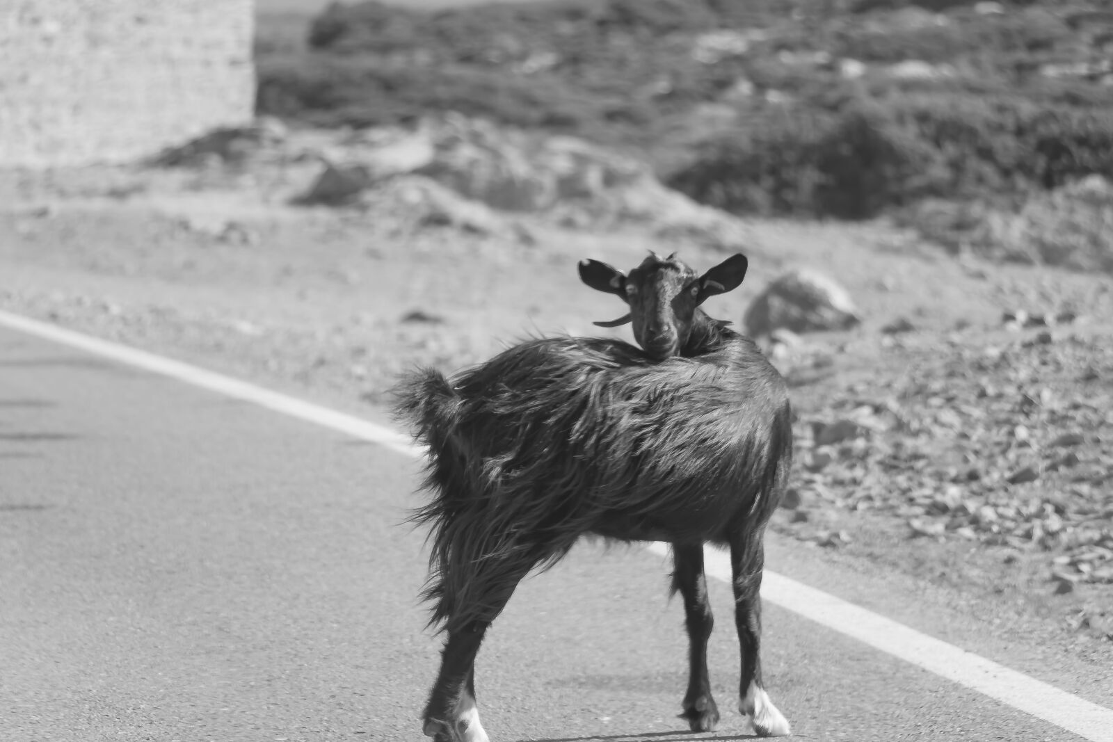 Canon EOS 80D sample photo. Animal, greece, way photography
