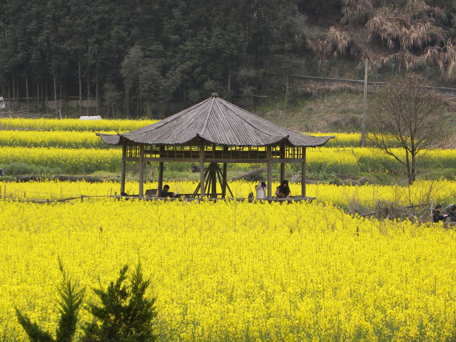 Nikon Coolpix P90 sample photo. China, flowers, yellow photography