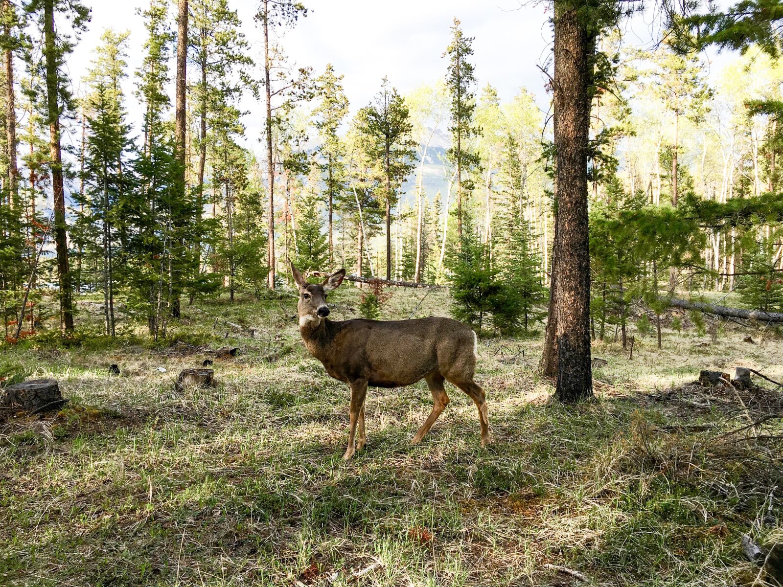 Apple iPhone 6s sample photo. Deer, mule deer, nature photography