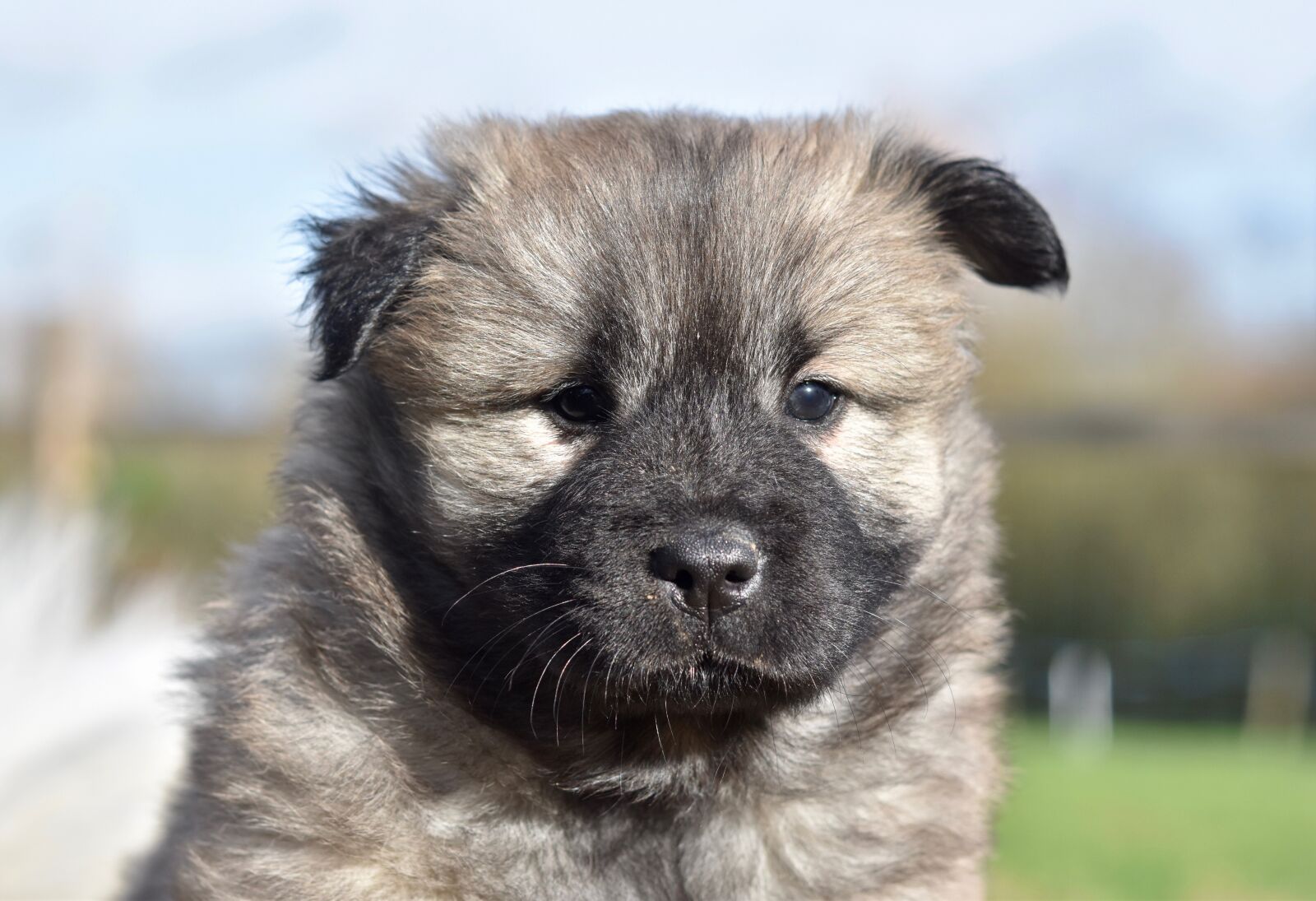 Nikon D5600 sample photo. Dog, puppy, eurasier puppy photography