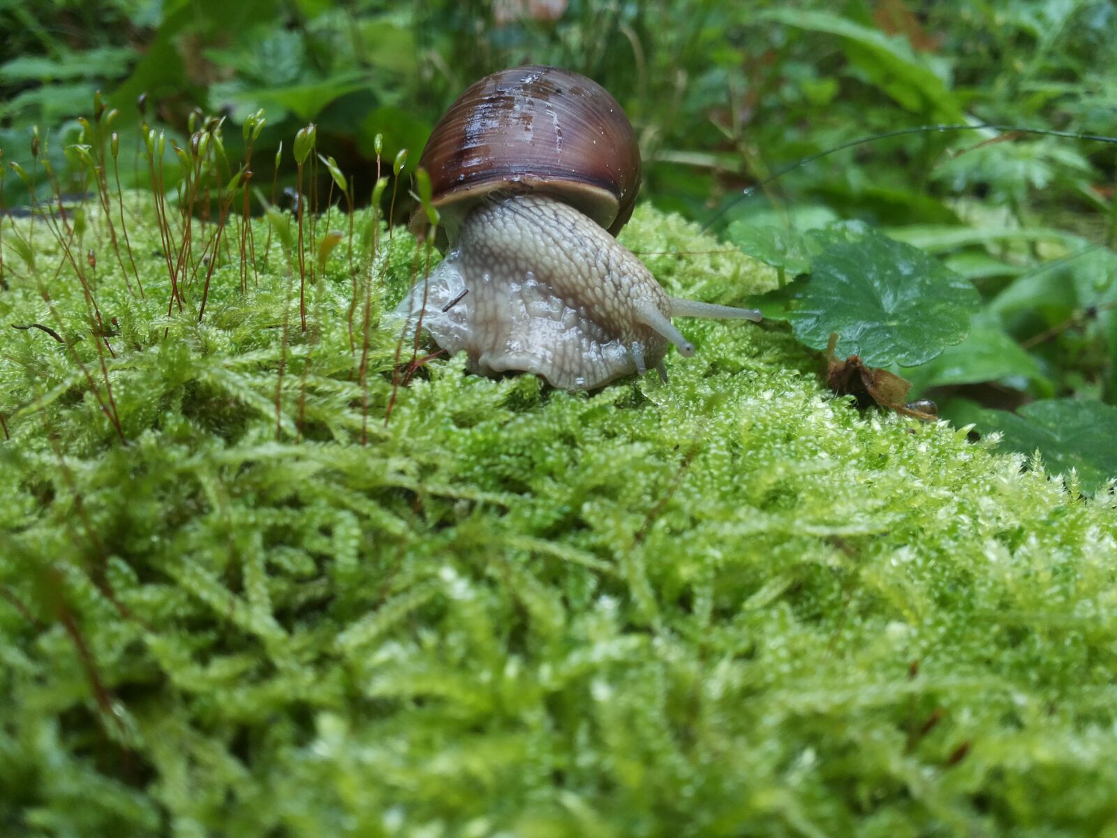 Samsung Galaxy S2 Plus sample photo. Snail, green, forest photography