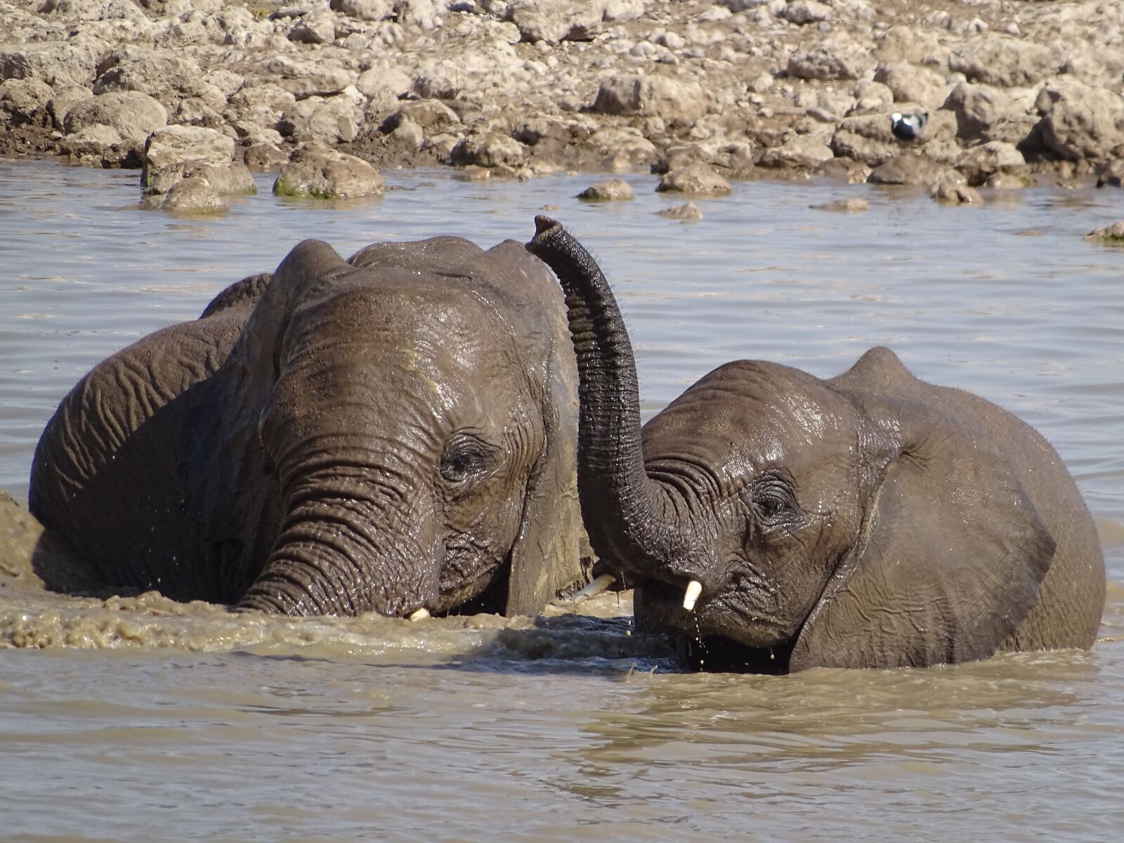 Sony Cyber-shot DSC-HX400V sample photo. Elephant, water, wet photography
