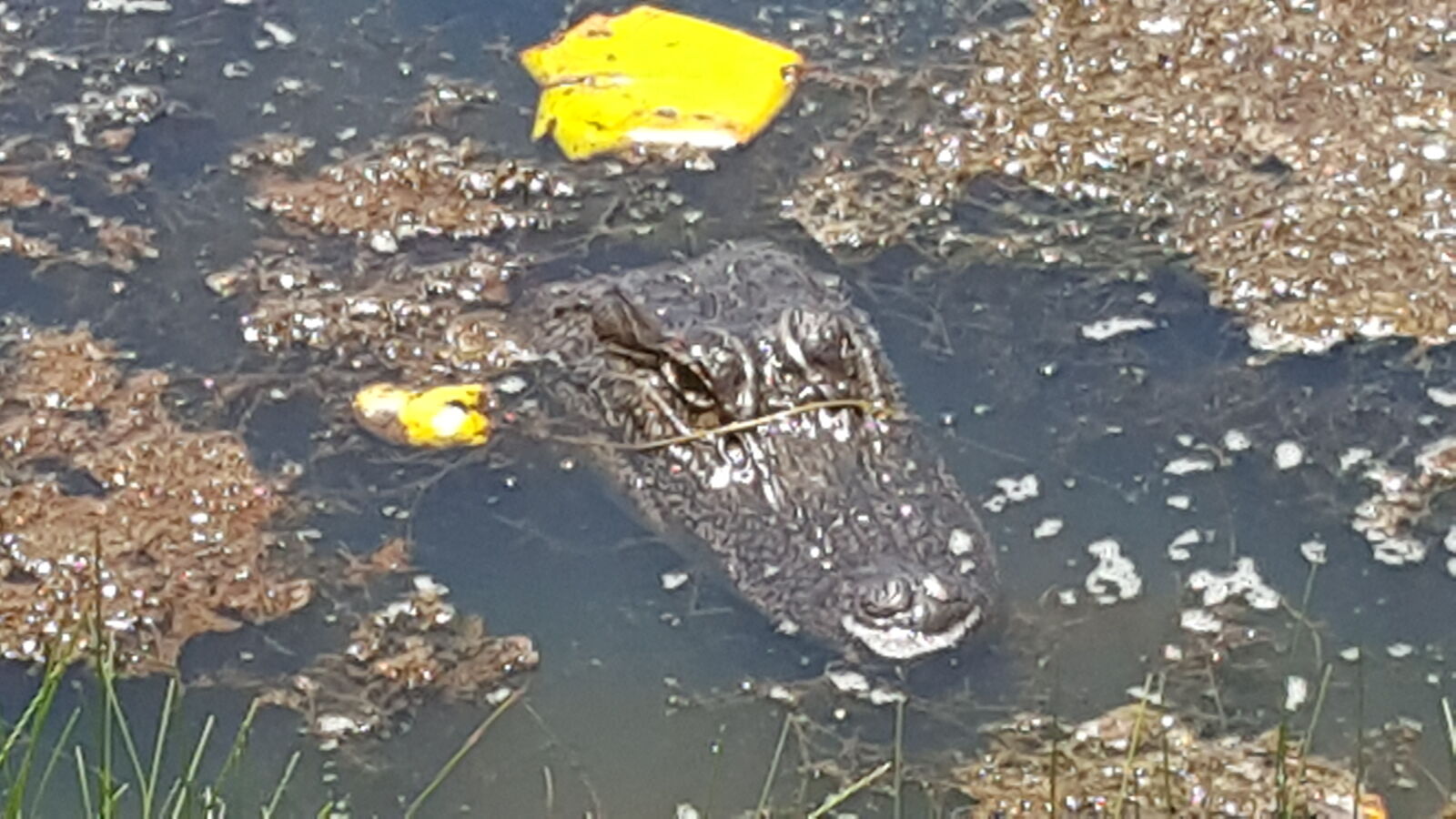 Samsung Galaxy S6 sample photo. Alligator, louisiana, swamp, wildlife photography