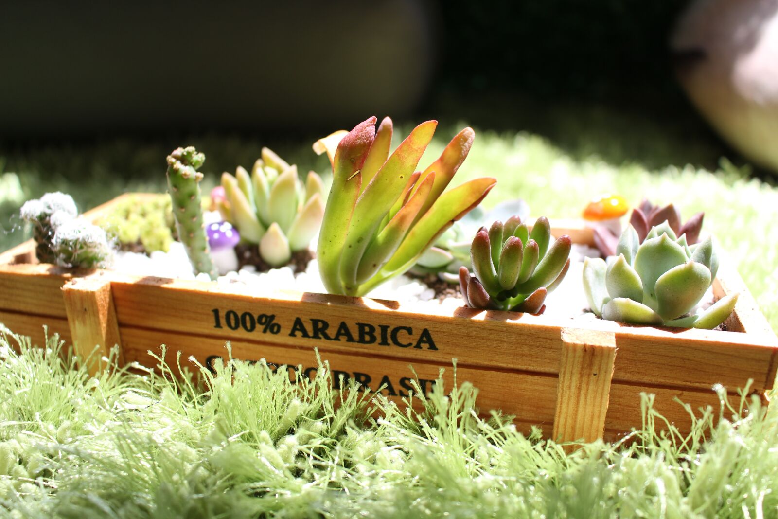 Canon EOS 700D (EOS Rebel T5i / EOS Kiss X7i) sample photo. The fleshy, plant, sunshine photography
