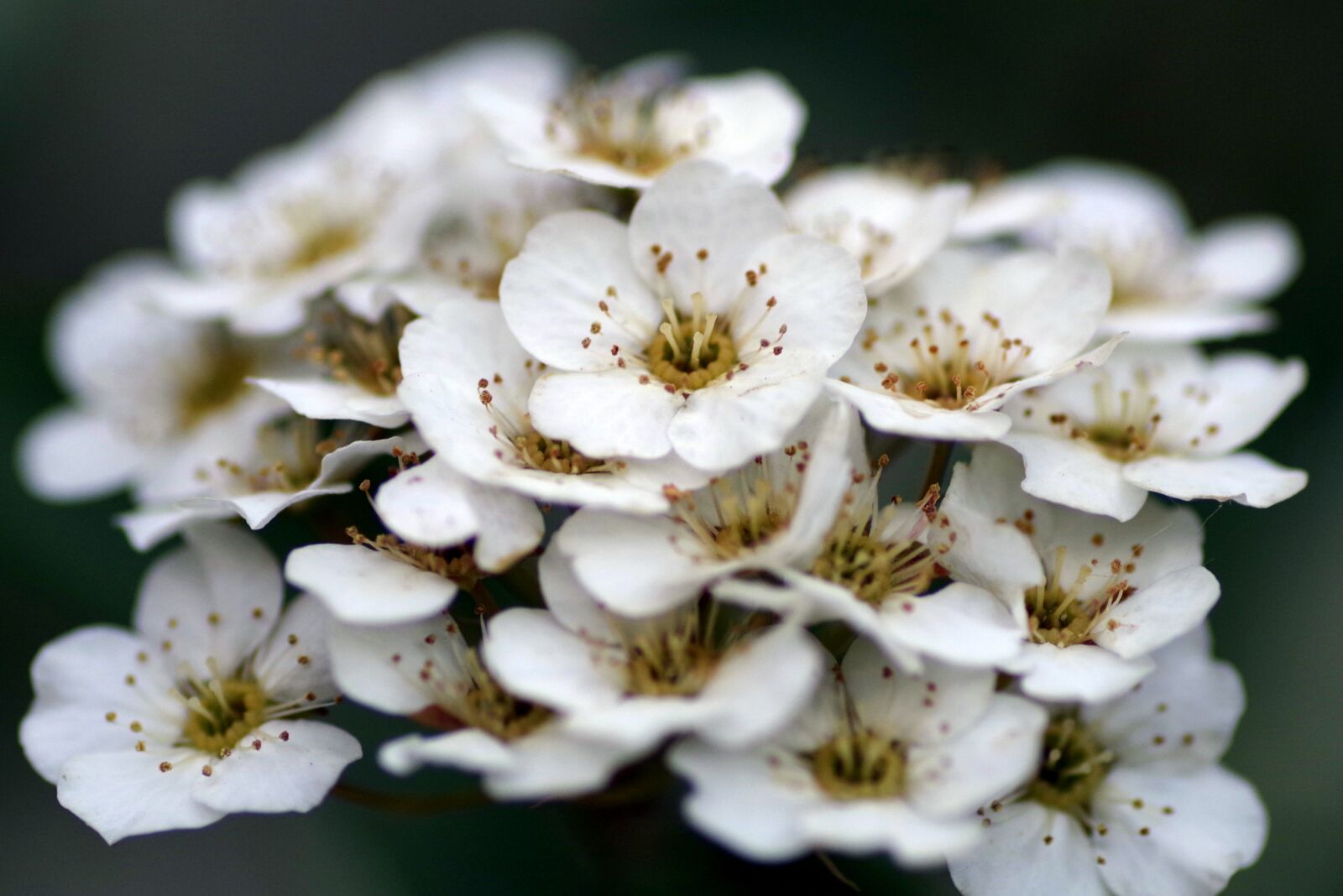 Pentax K-S2 sample photo. Crataegus, flower, white photography