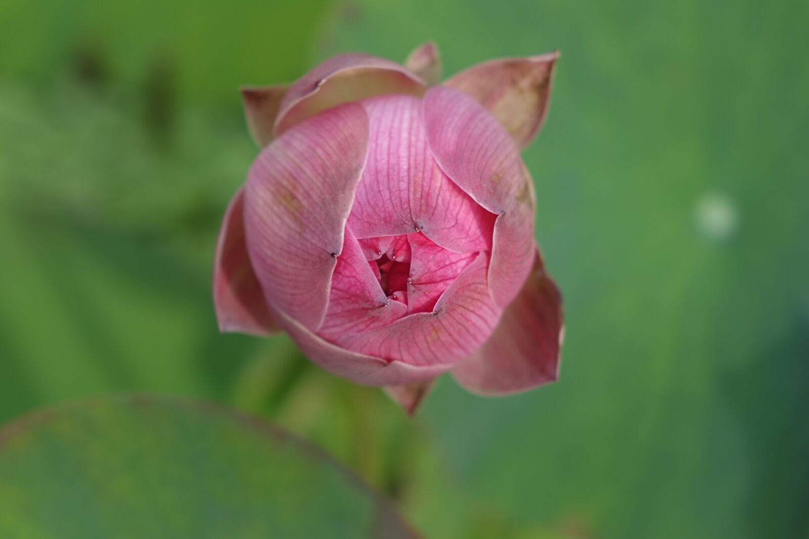 Sony Cyber-shot DSC-RX10 sample photo. Lotus, pink, water lotus photography