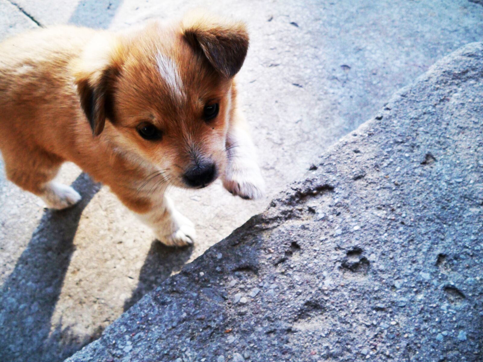 Kodak EasyShare M1033 sample photo. Dog, puppy, doggy photography
