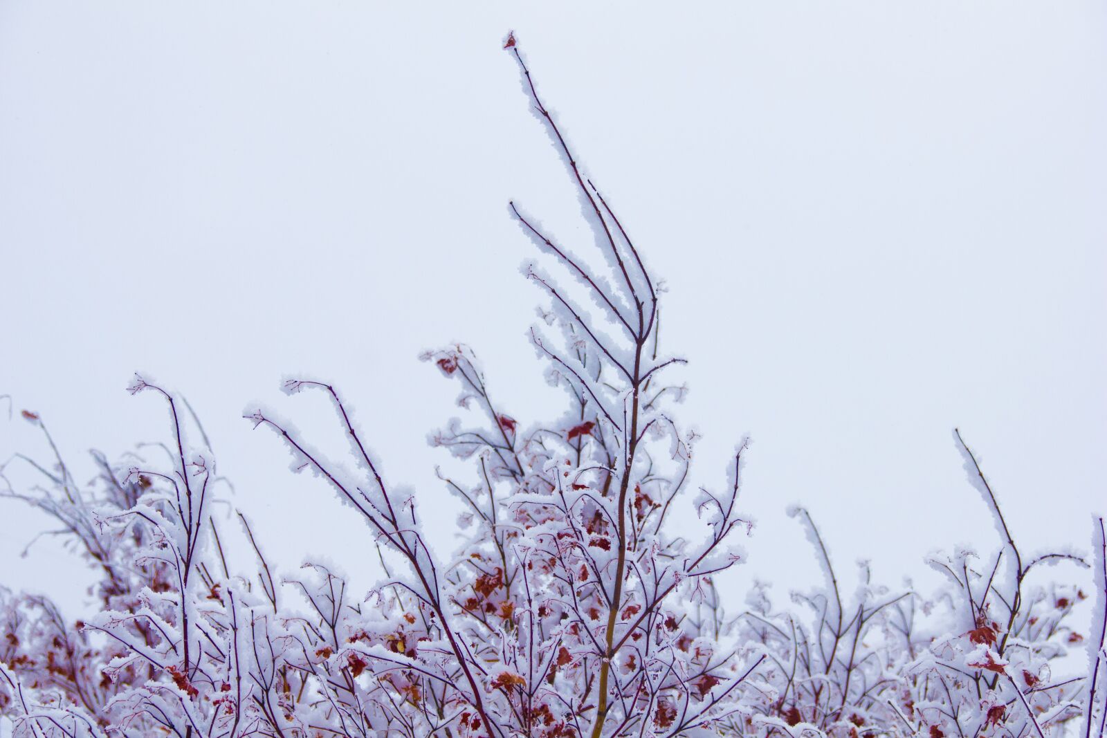Canon EOS 550D (EOS Rebel T2i / EOS Kiss X4) sample photo. Nature, winter, snow photography