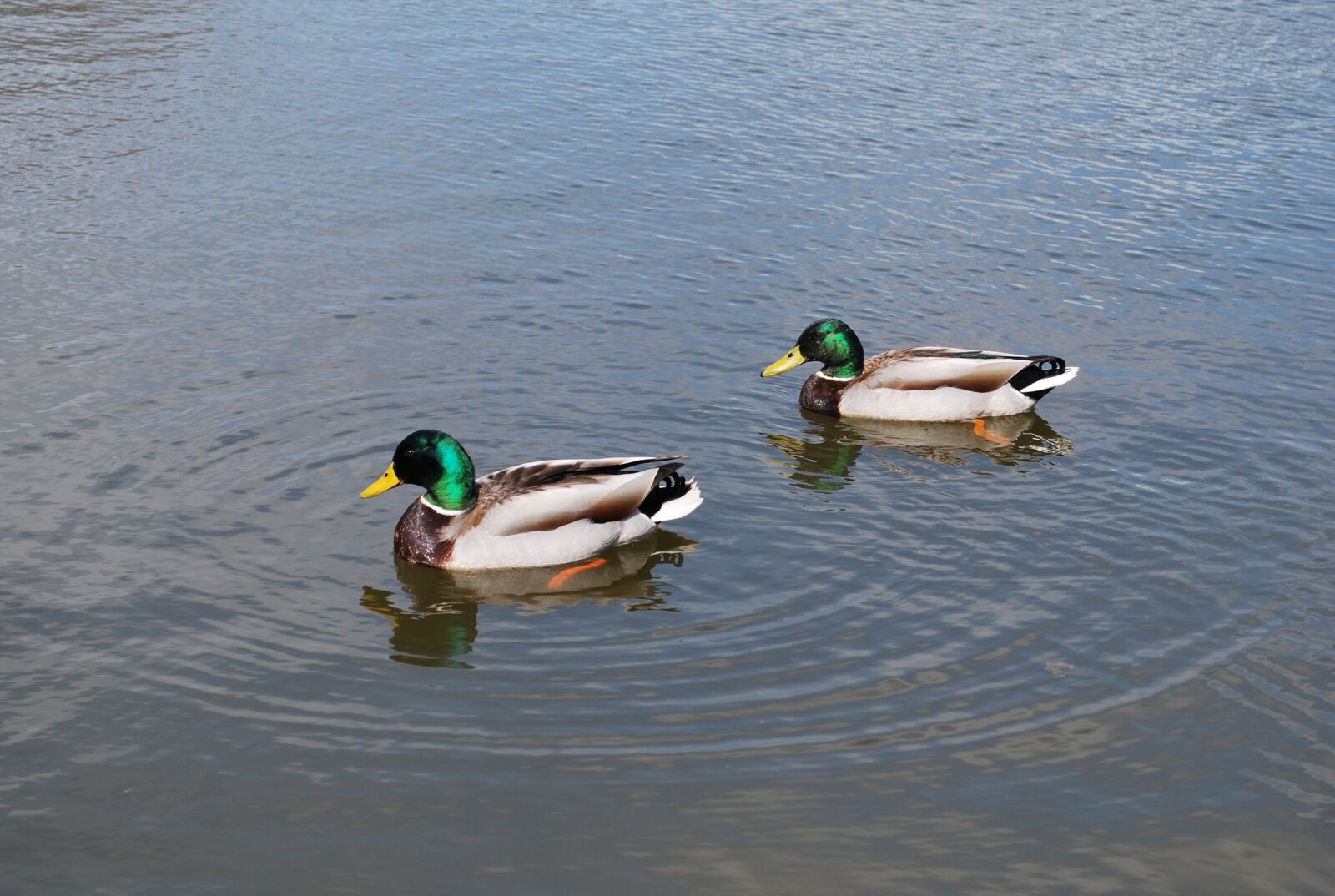 Nikon D60 sample photo. Mallard, ducks, duck photography