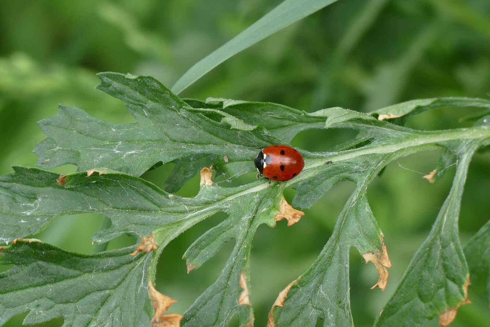 Panasonic Lumix DMC-FZ1000 sample photo. Ladybug, kevertje, natural photography