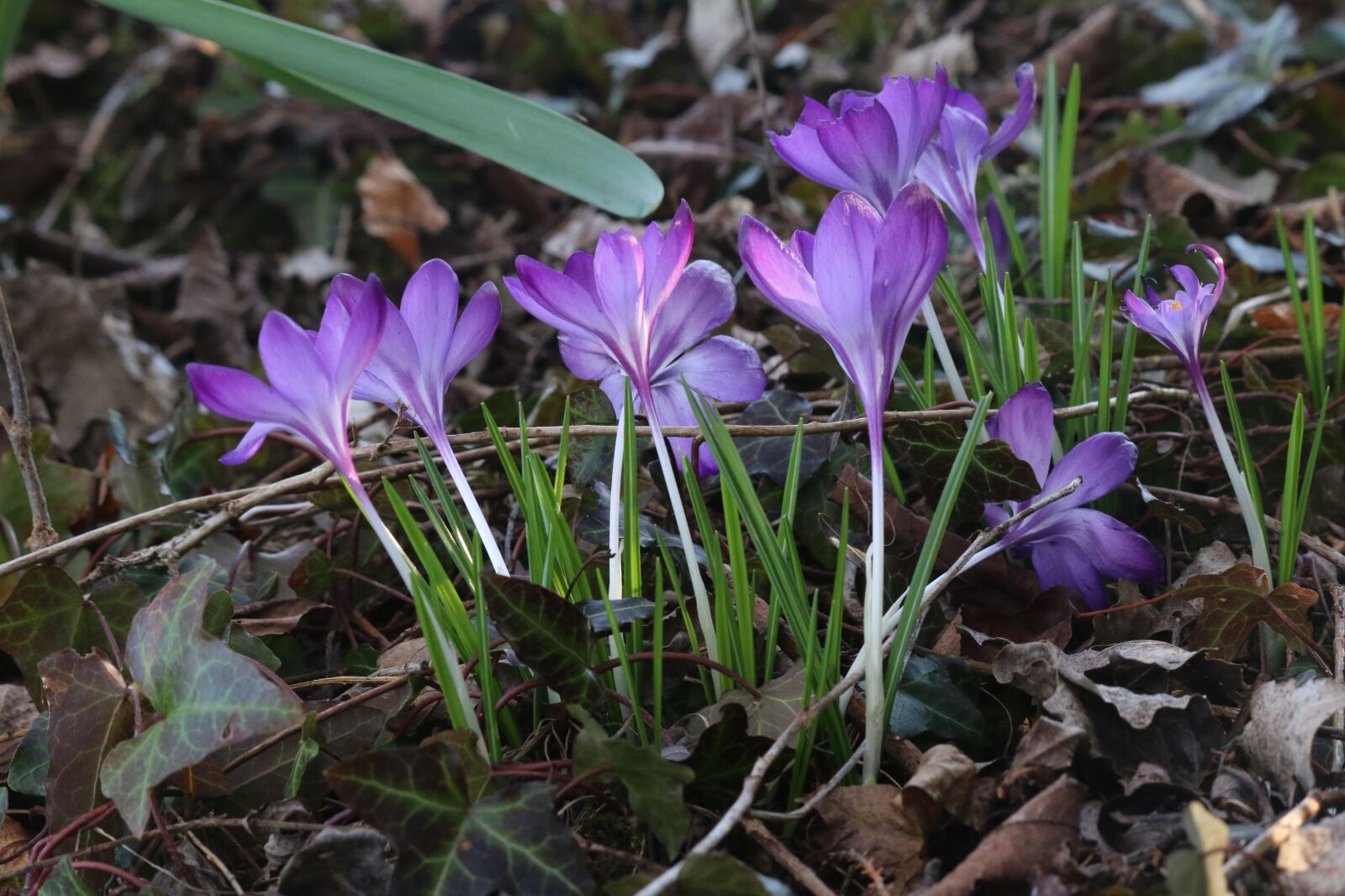 Canon EOS 70D + Canon EF-S 55-250mm F4-5.6 IS II sample photo. Crocus, flowers, nature photography