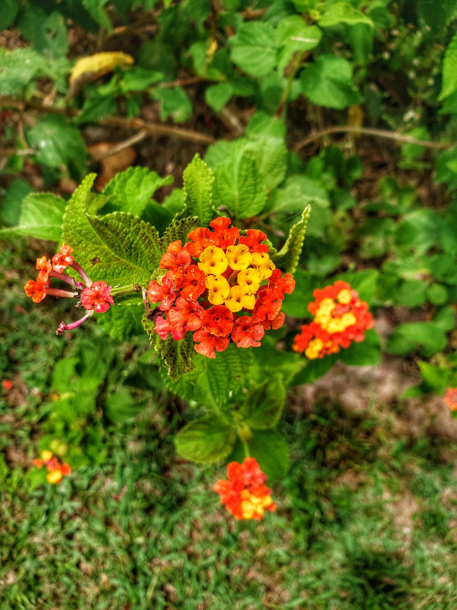Samsung Galaxy S9 sample photo. Flower, earth, earth hour photography