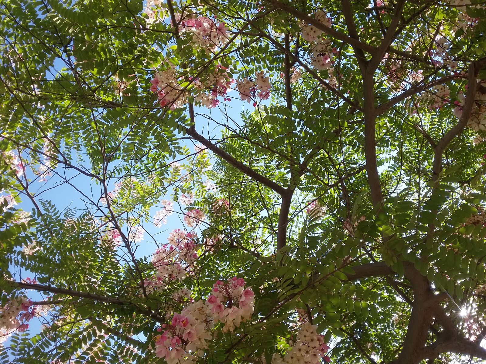 Samsung Galaxy Grand Prime sample photo. Tree, green, flowers photography